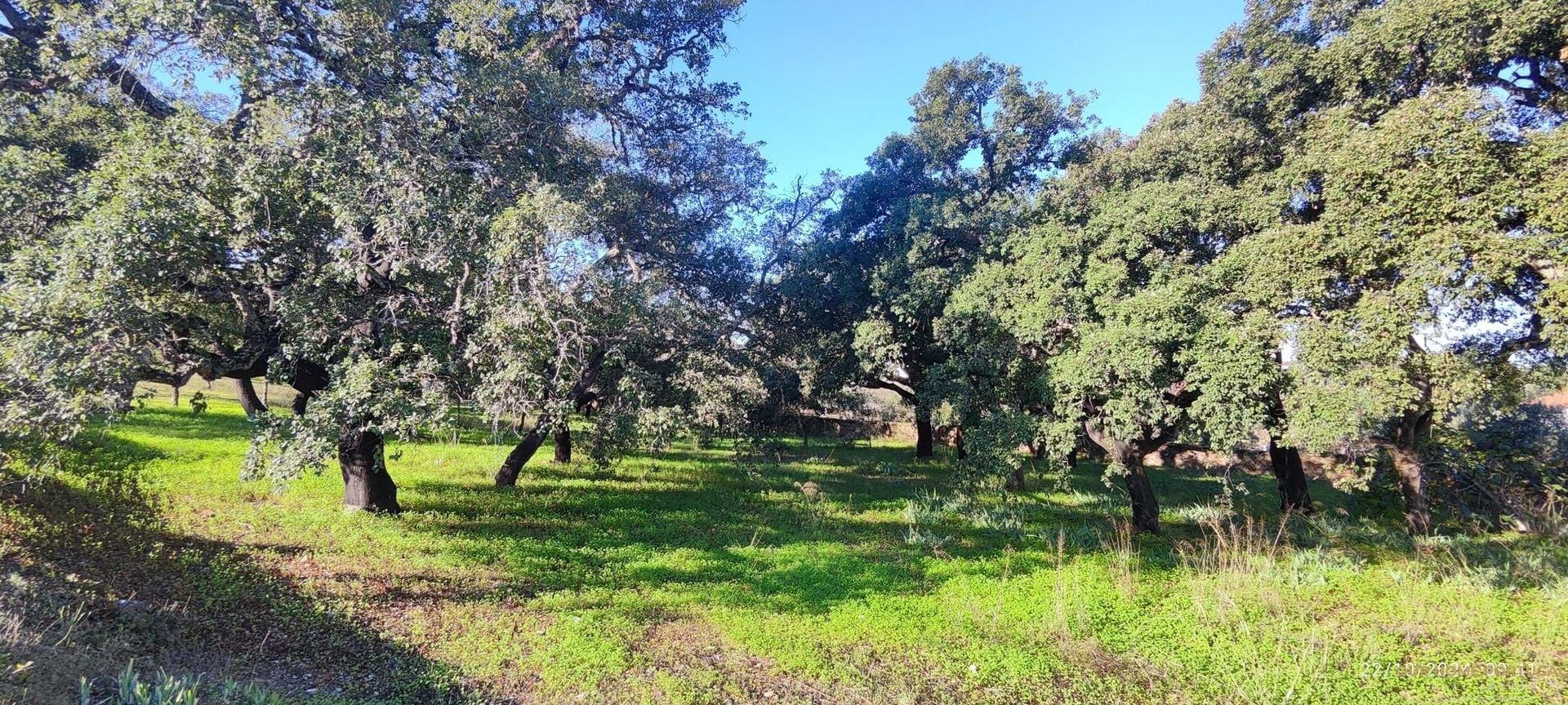 Tierra en Salir, Faraón 12810834