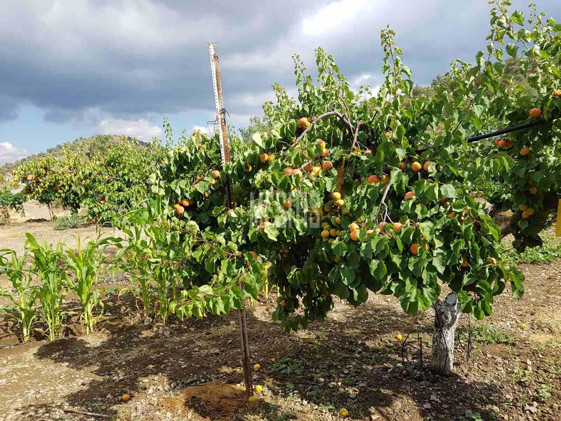 Talo sisään Psimolofou, Lefkosia 12811841