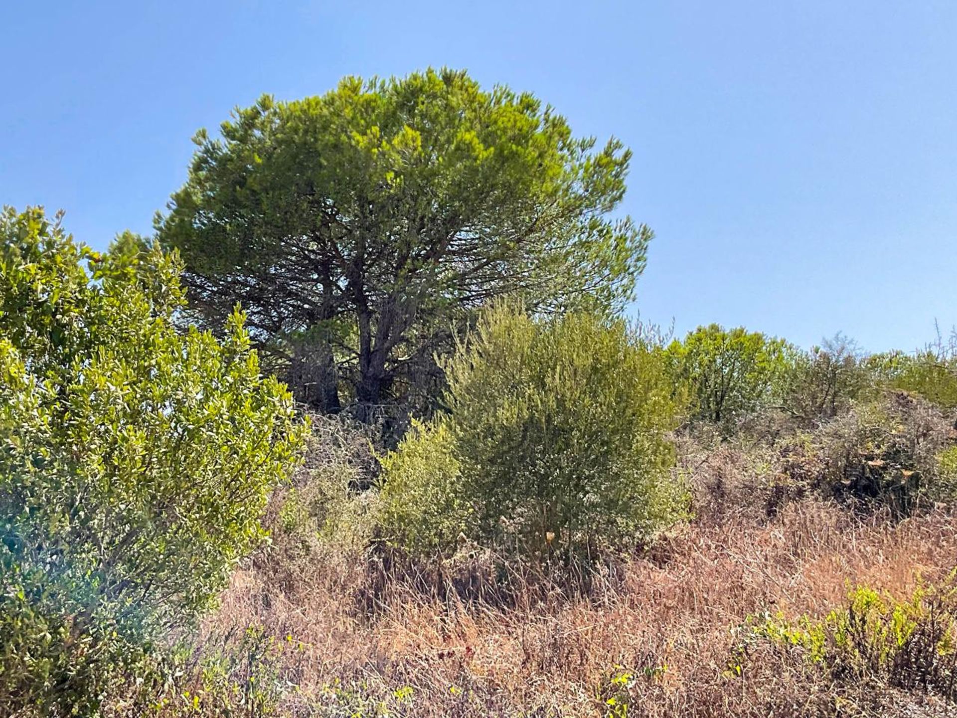 Γη σε San Roque, Andalucía 12812234