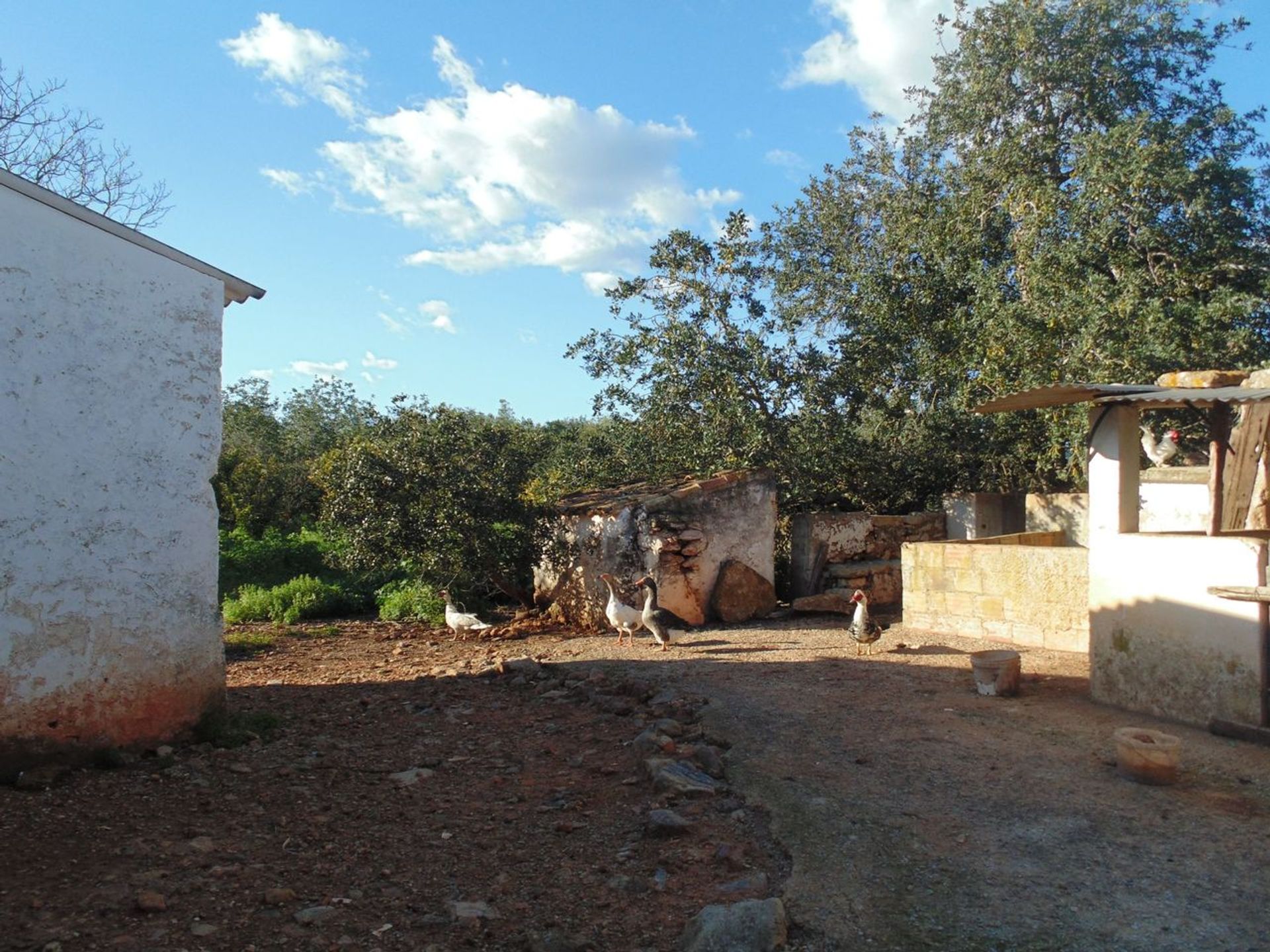 Land in Moncarapacho, Faro 12815615