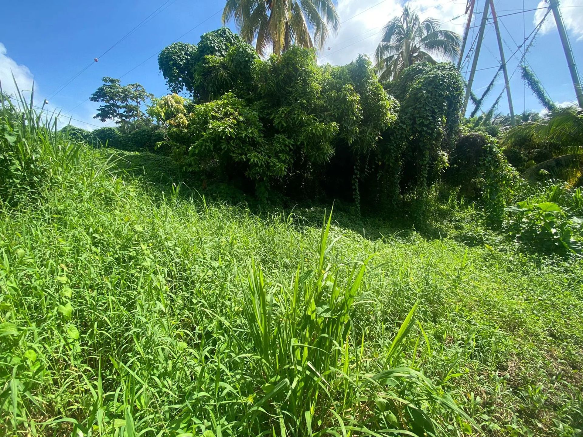 Maa sisään Ducos, Martinique 12816498