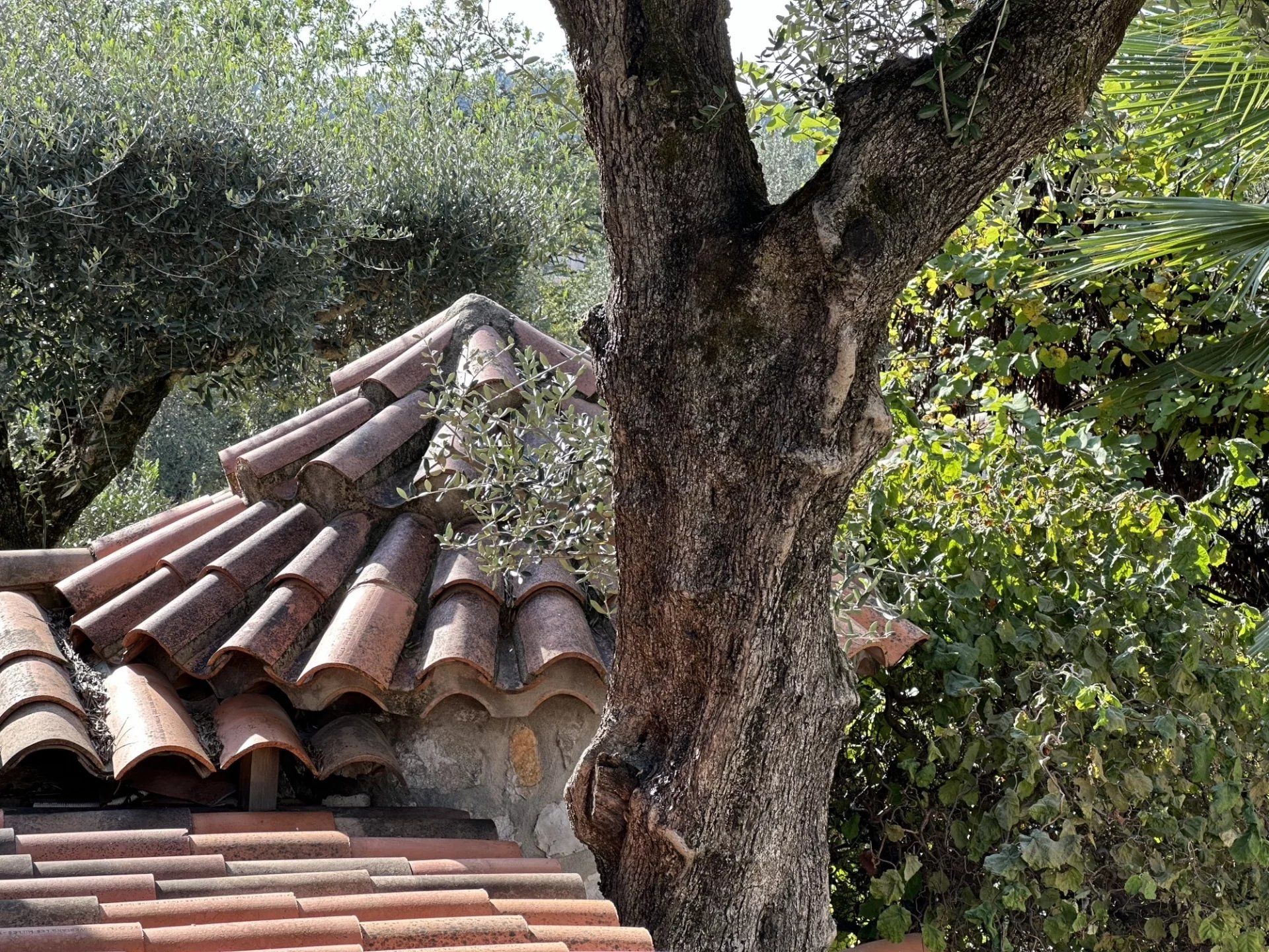 Casa nel Roquefort-les-Pins, Alpes-Maritimes 12816848