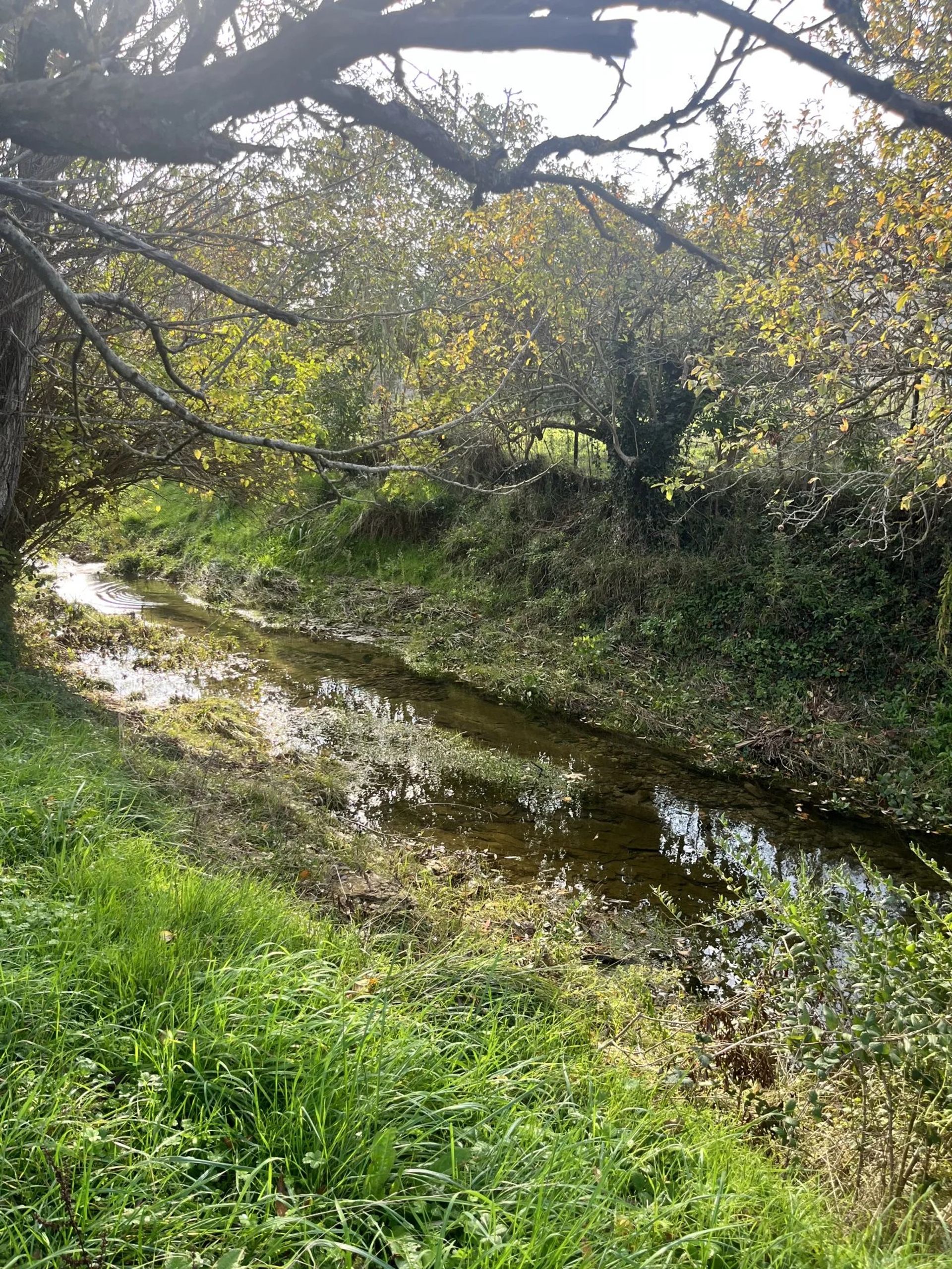 Land in Bugarach, Occitanie 12817220