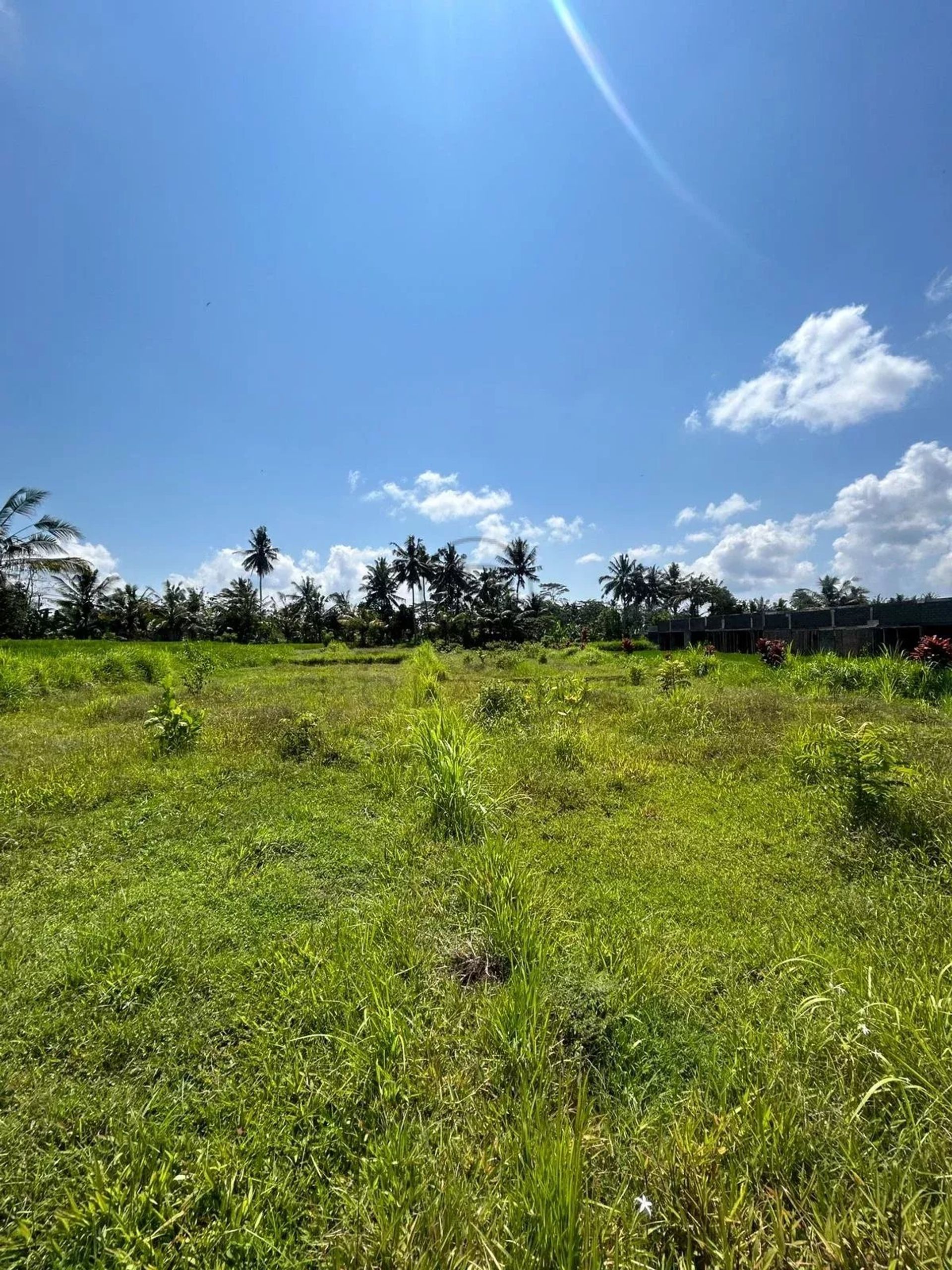 Terra no Ubud, null 12817361