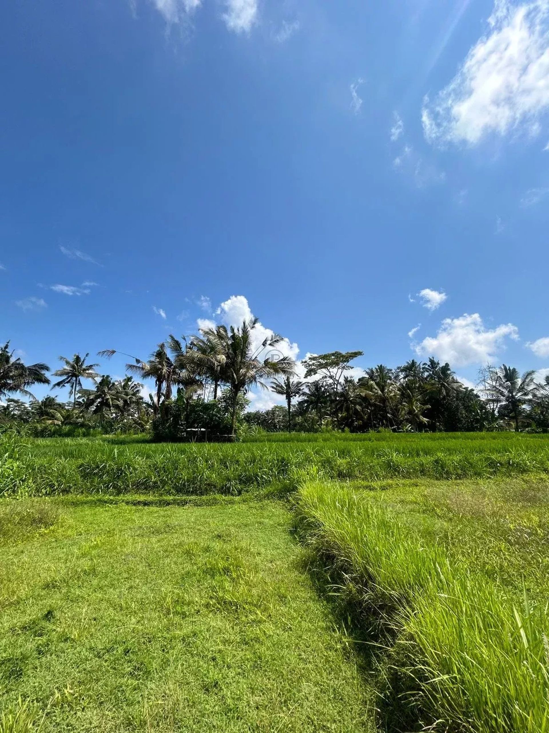 Terre dans Banjar Tarukan, Bali 12817361