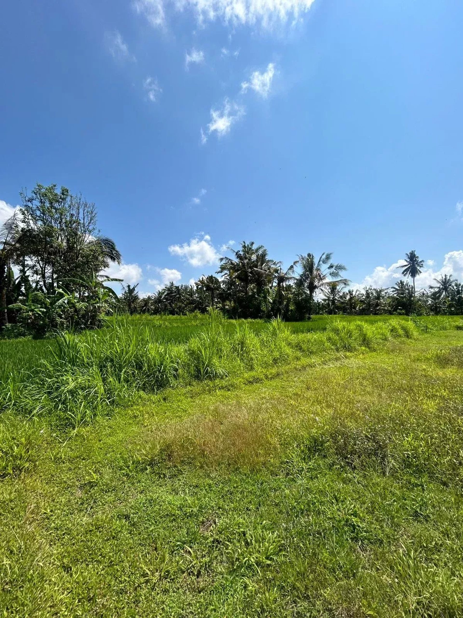 Tanah dalam Ubud, null 12817361