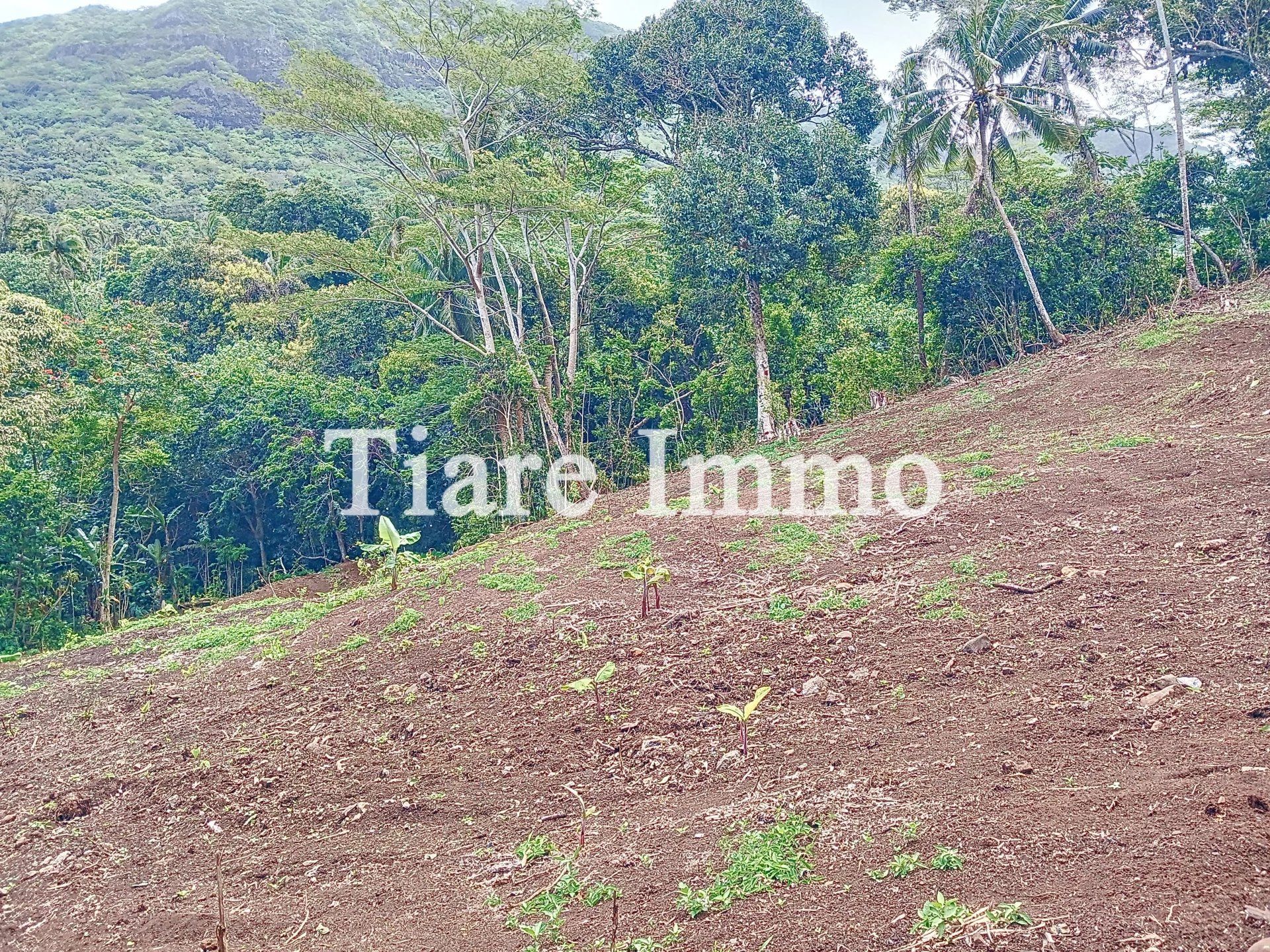 Land in Moorea-Maiao, Îles du Vent 12817847