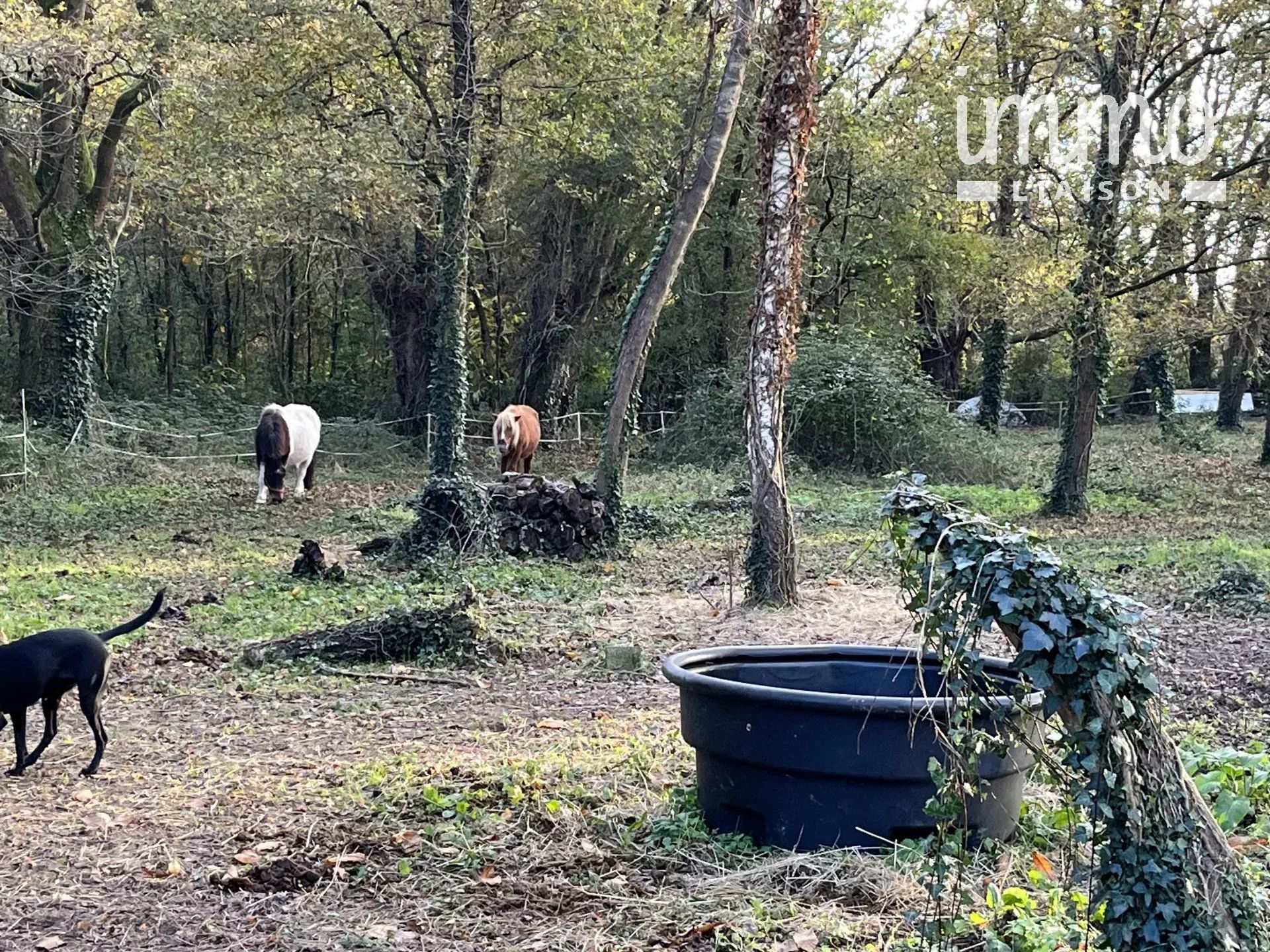 Andere in Sucé-sur-Erdre, Loire-Atlantique 12825388