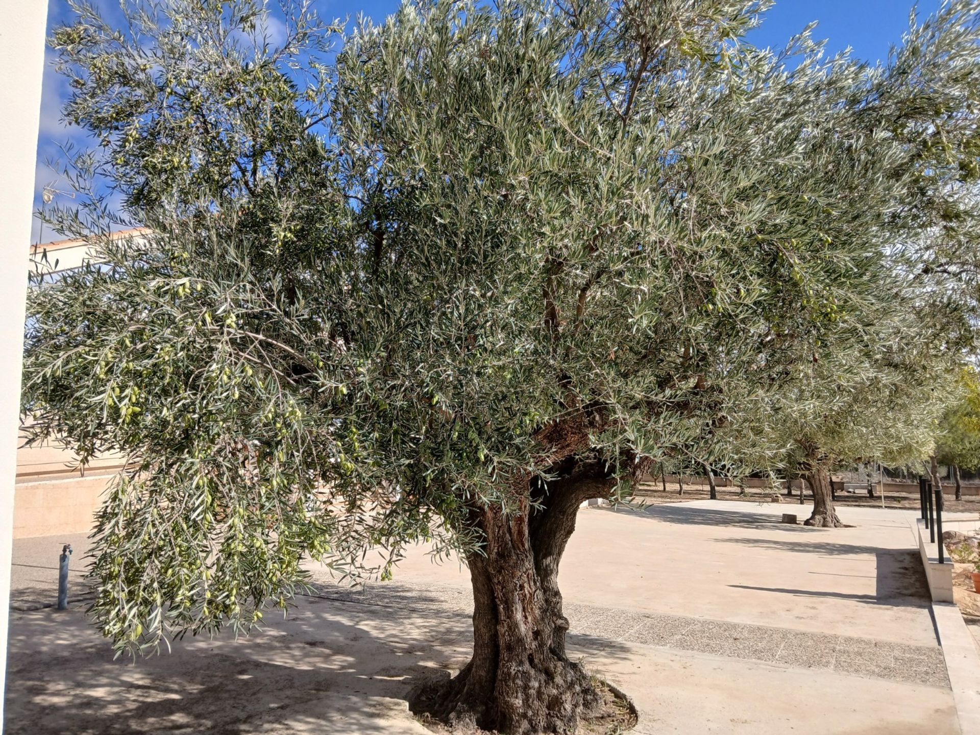 Rumah di Yecla, Región de Murcia 12835993