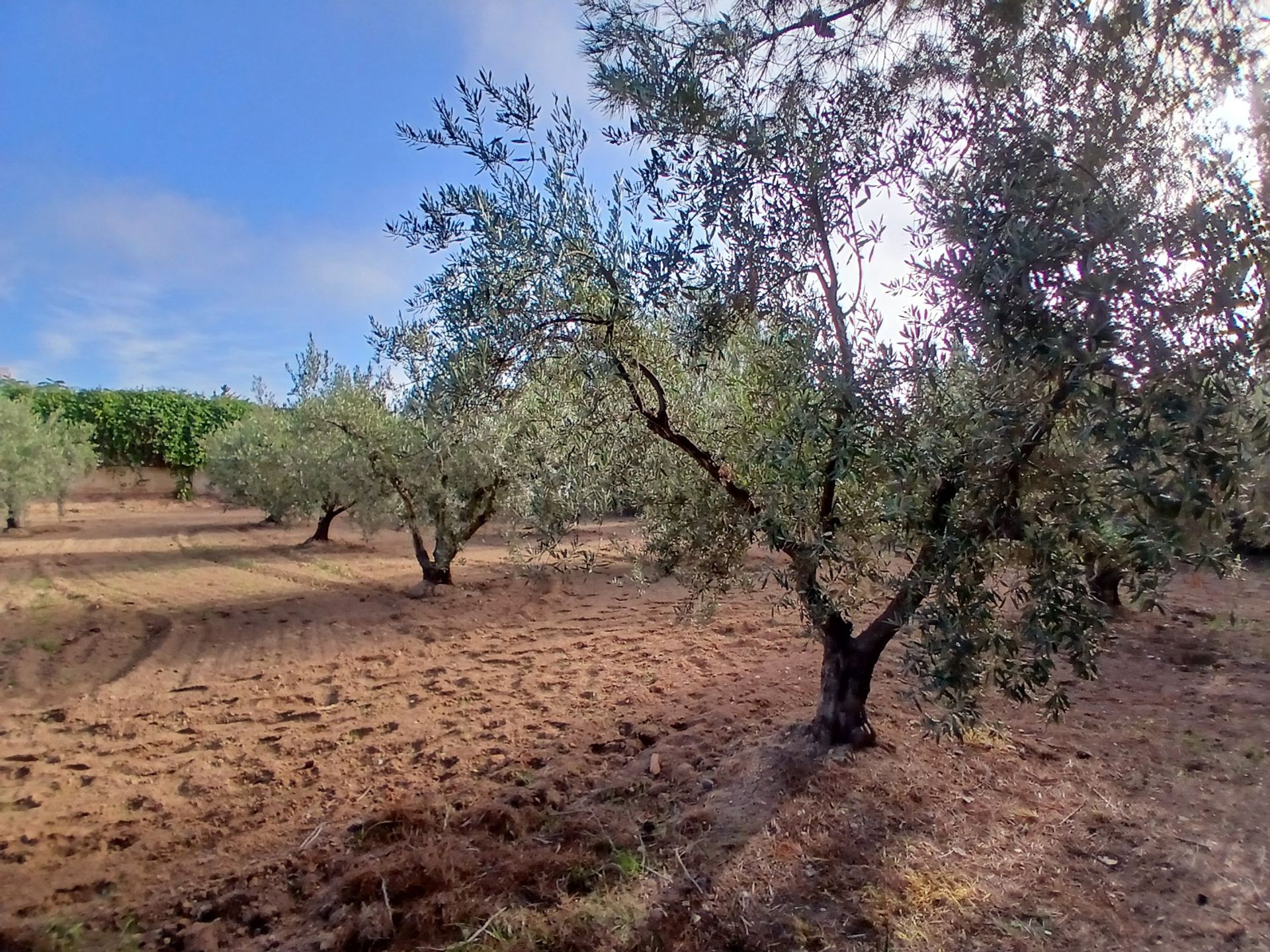 casa en Jumilla, Región de Murcia 12838775