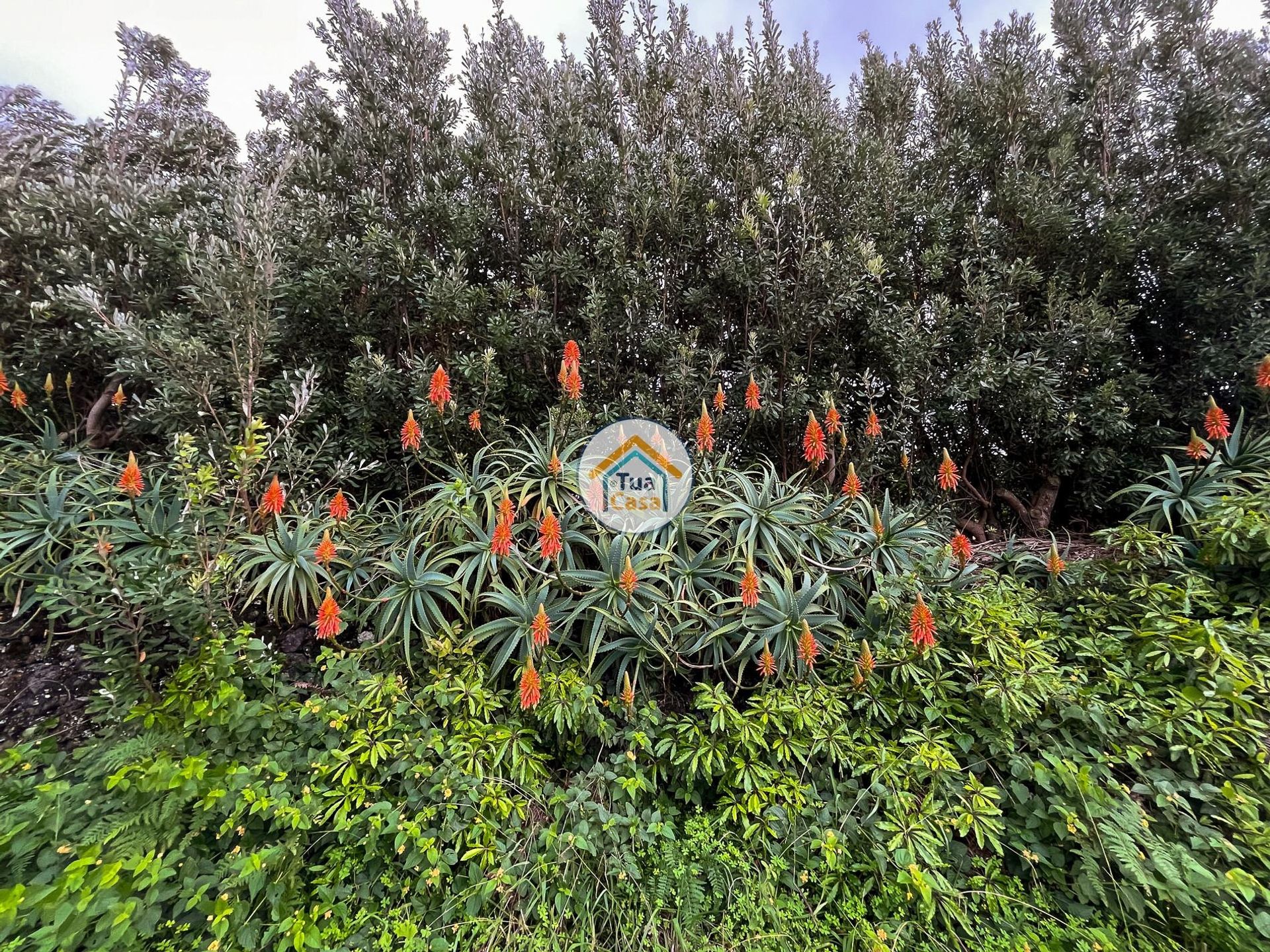 土地 在 Santo Amaro, Azores 12843586