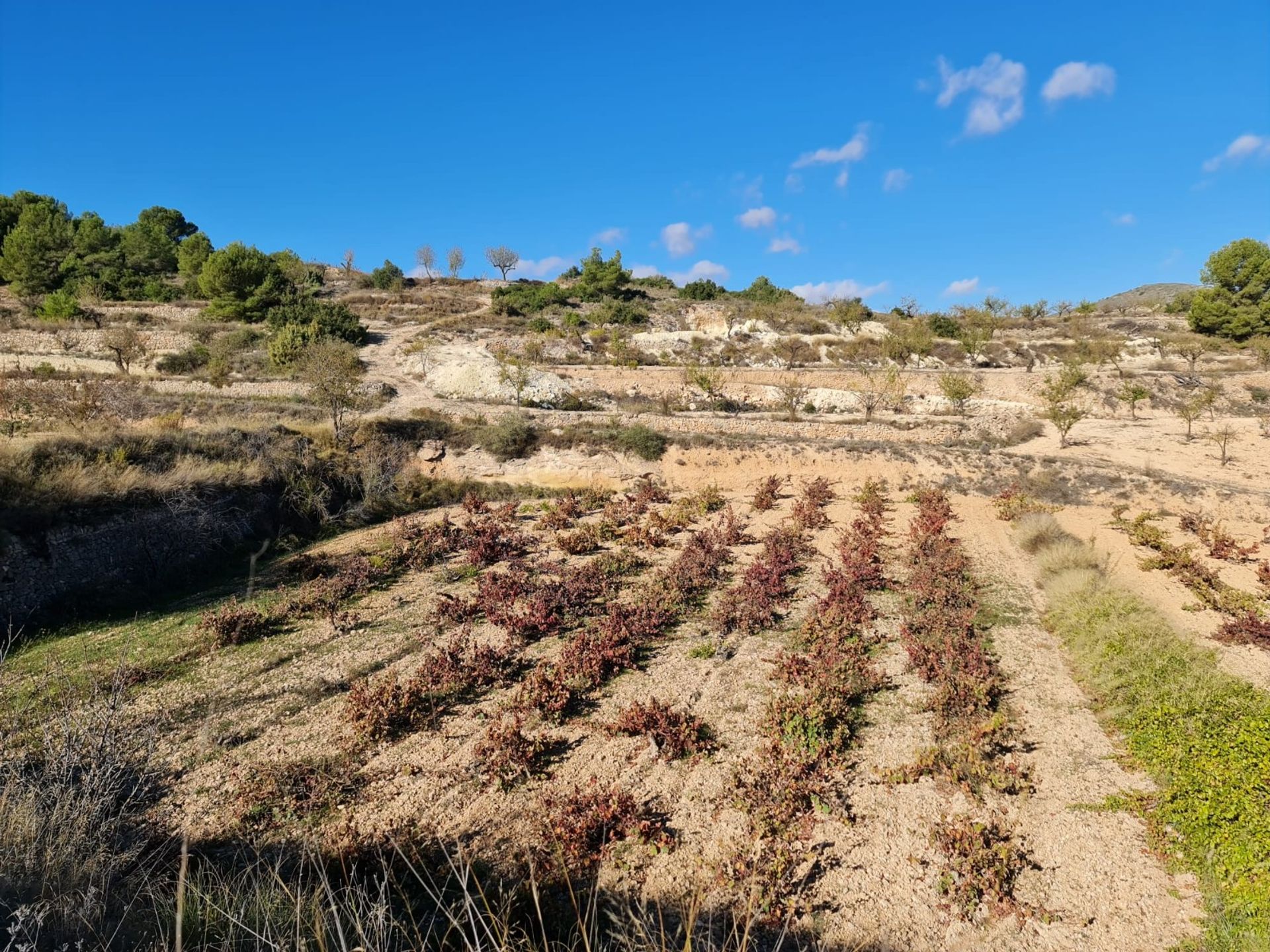 casa no la Romana, Comunidad Valenciana 12853226