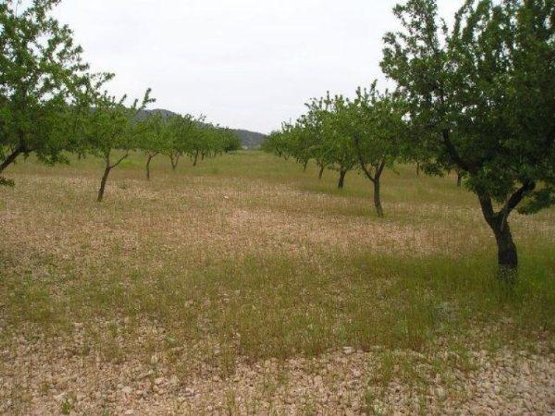 σπίτι σε Jumilla, Región de Murcia 12859990