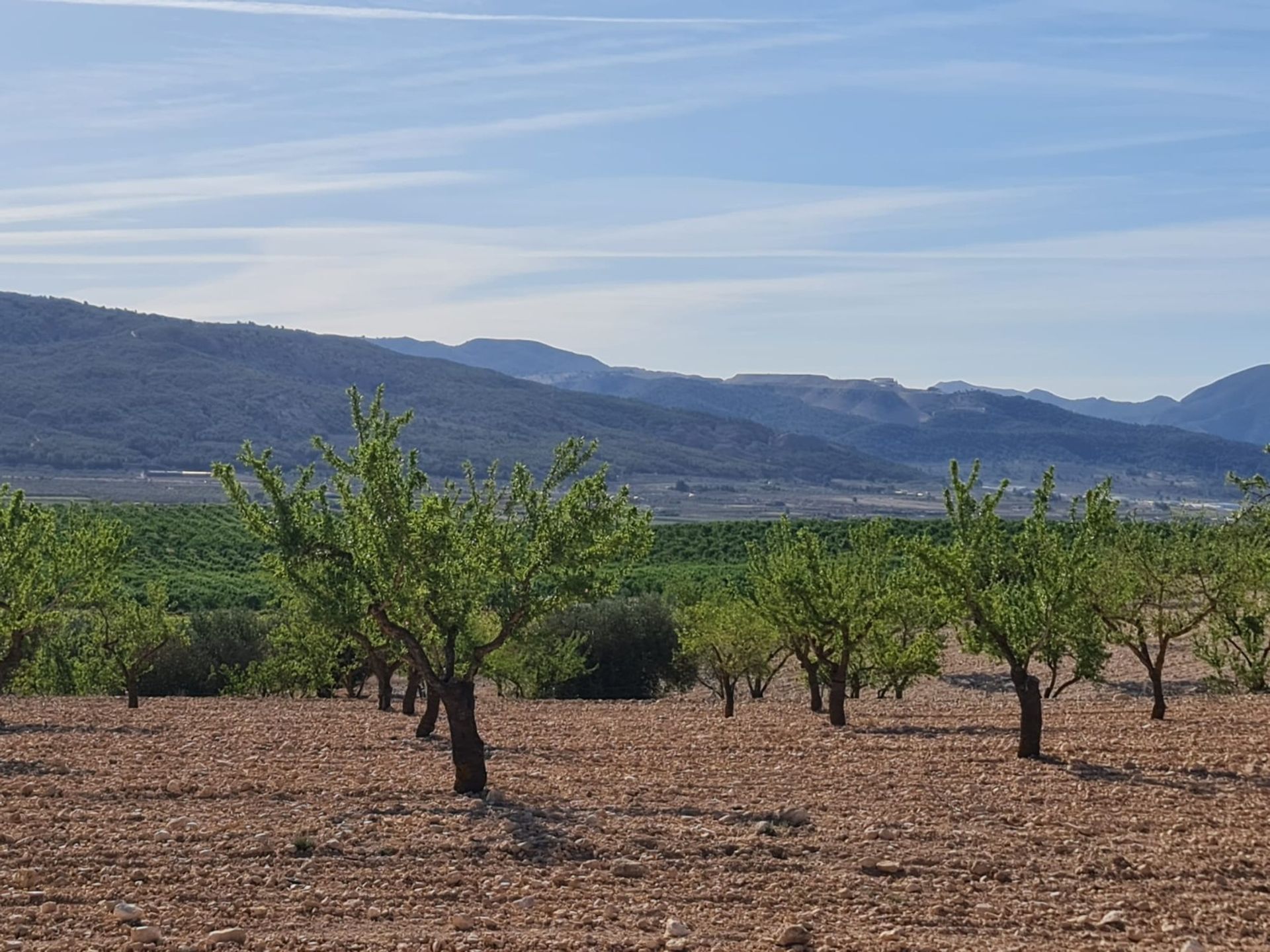 House in Pinoso, Comunidad Valenciana 12861740