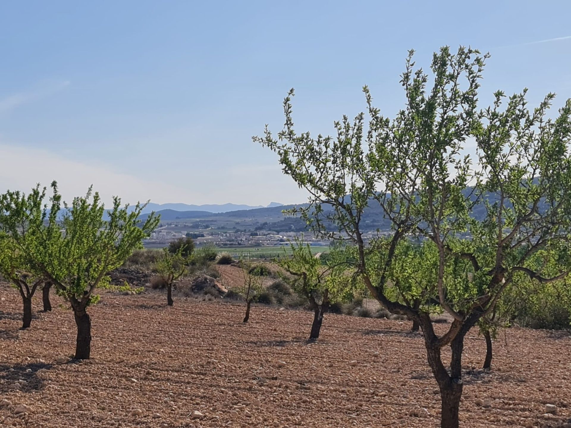 House in Pinoso, Comunidad Valenciana 12861740