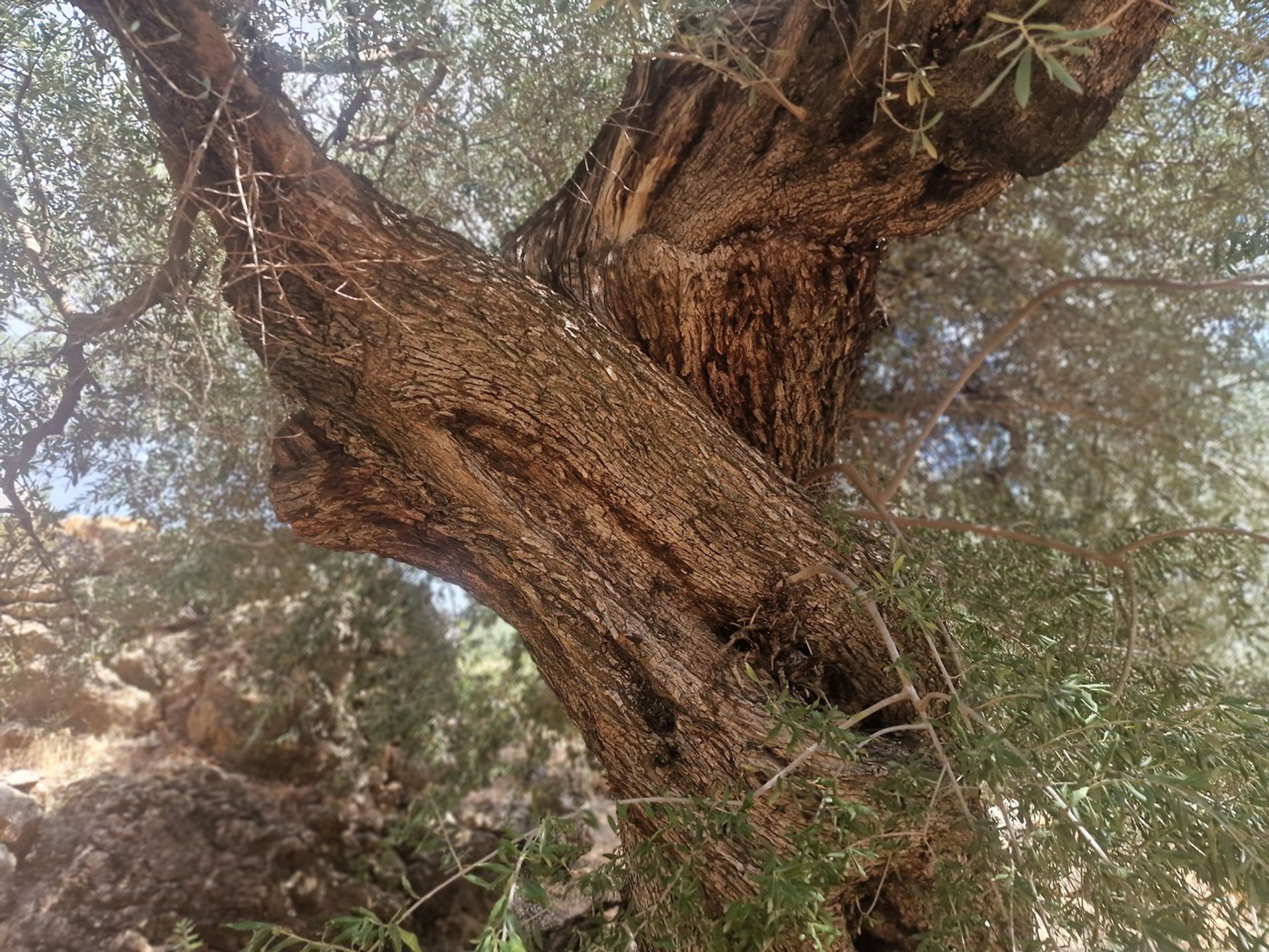 loger dans Periana, Andalucía 12862308