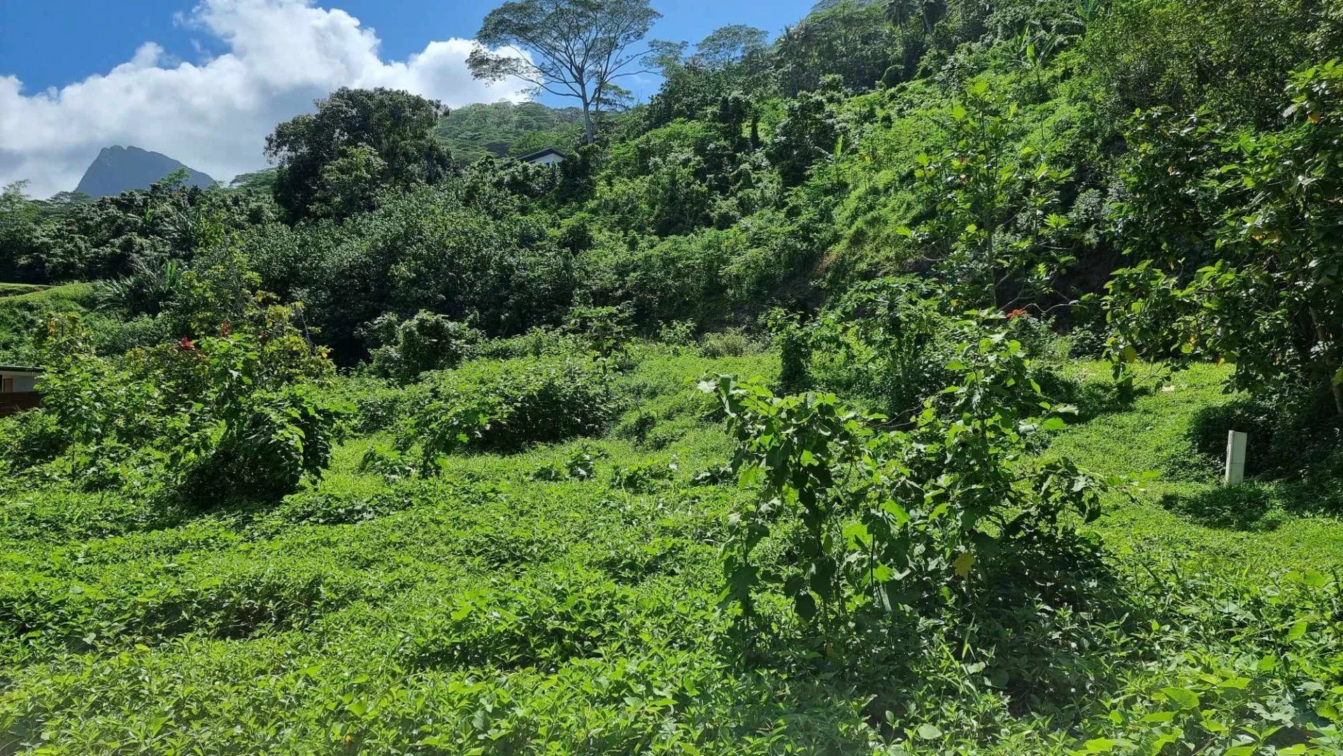 Comercial no Moorea-Maiao, Îles du Vent 12862383