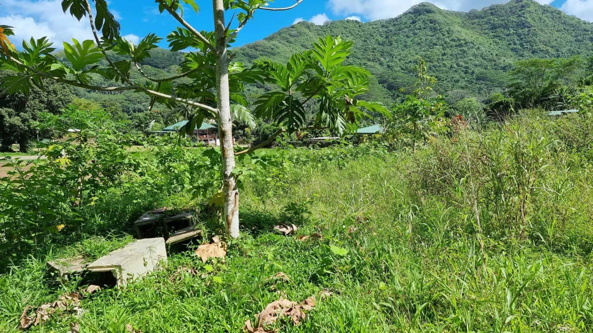 Comercial no Moorea-Maiao, Îles du Vent 12862383