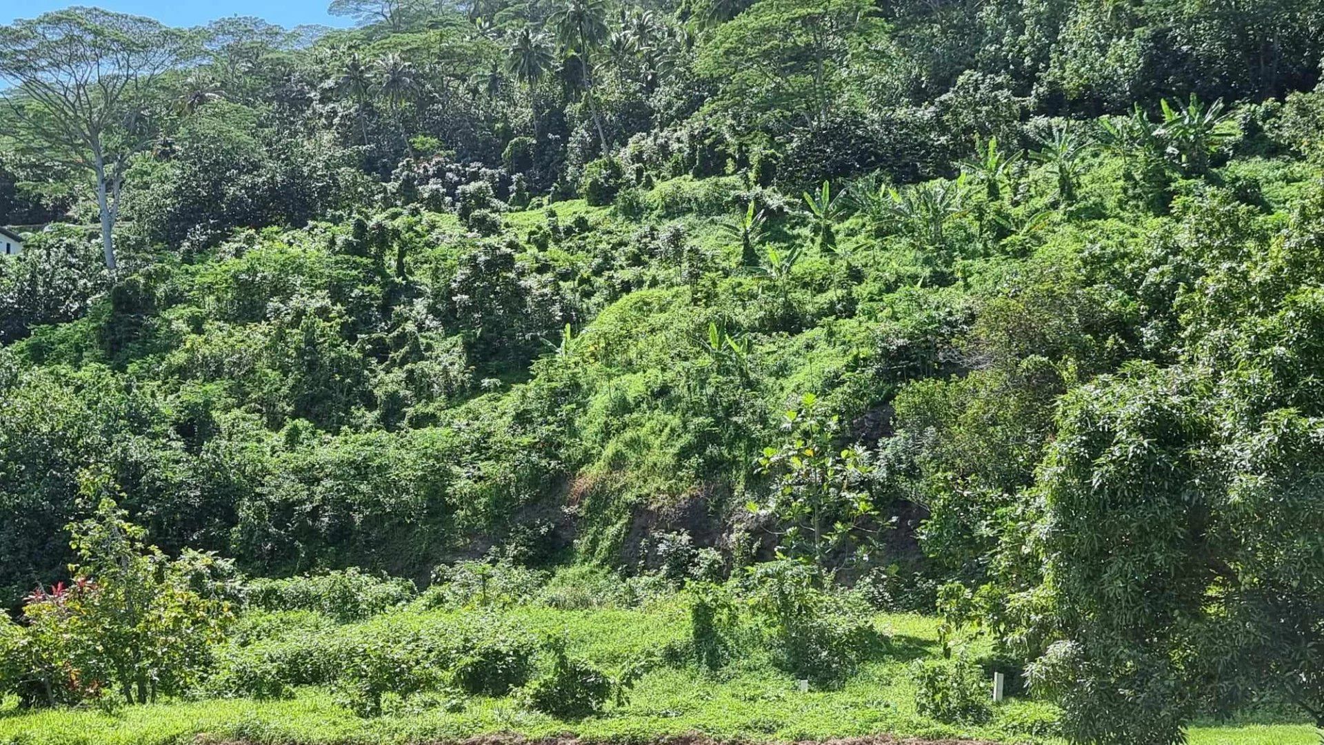 Tierra en Moorea-Maiao, Îles du Vent 12862383