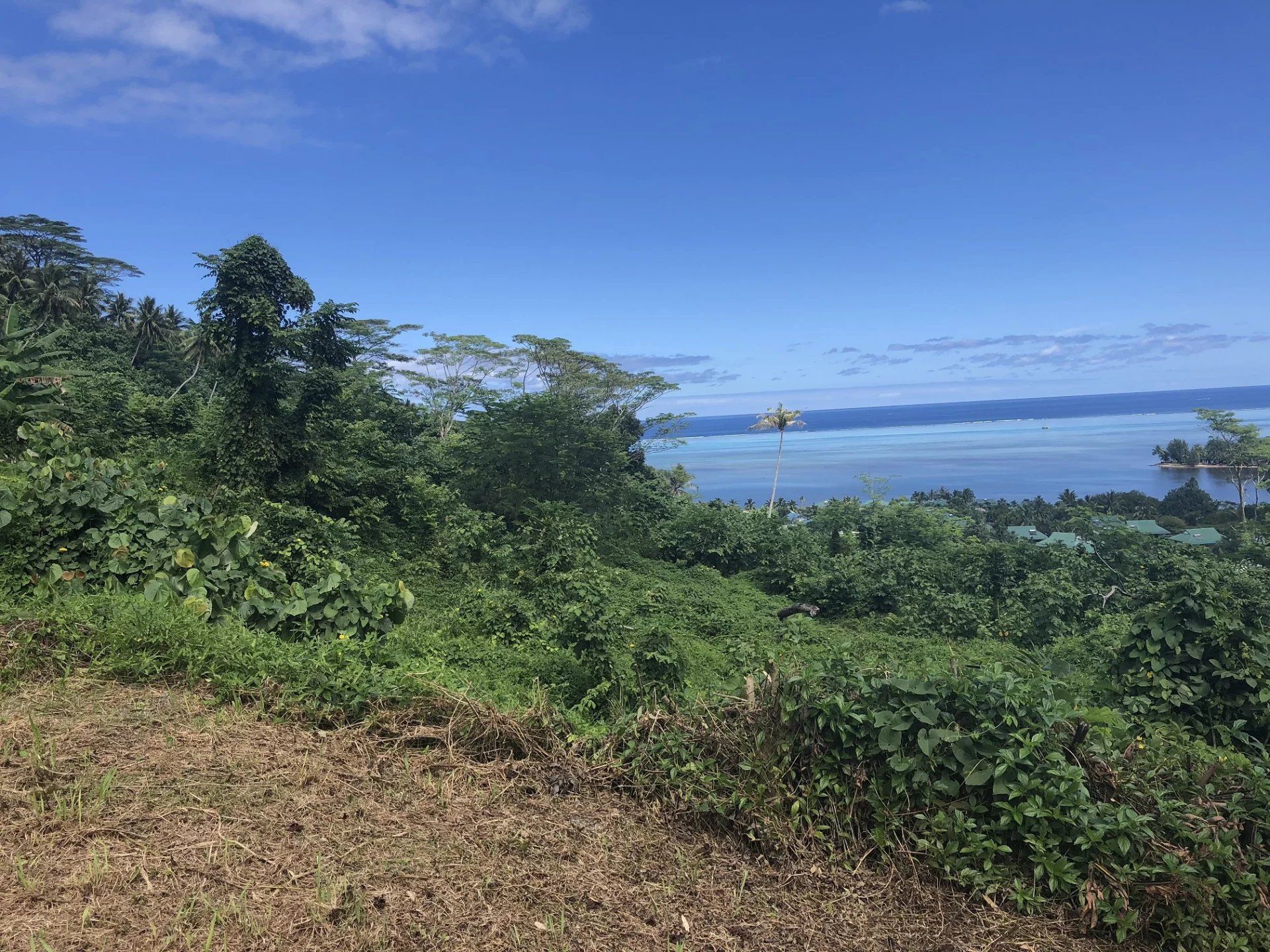 Comercial no Moorea-Maiao, Îles du Vent 12862384