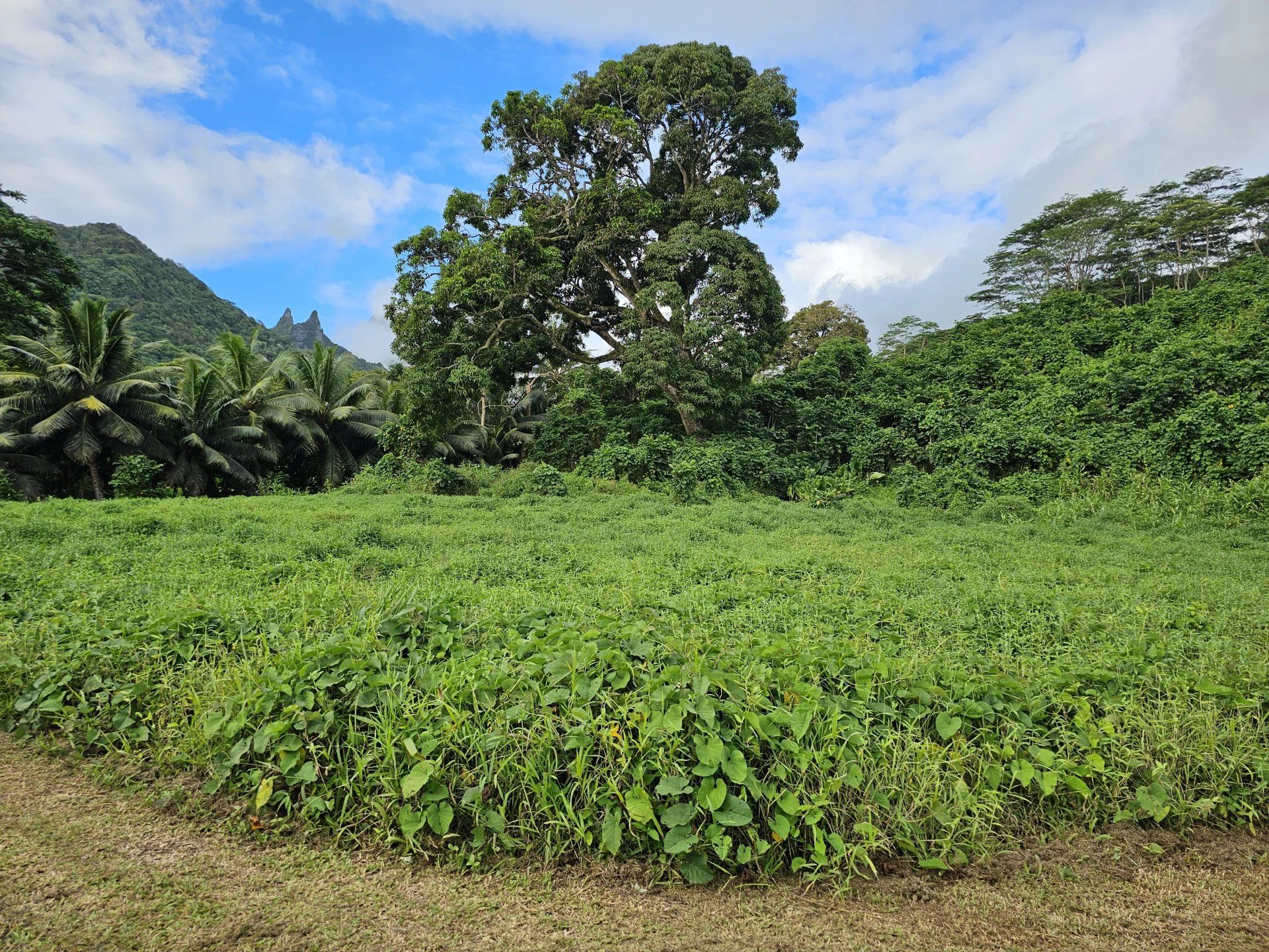 Comercial no Moorea-Maiao, Îles du Vent 12862988