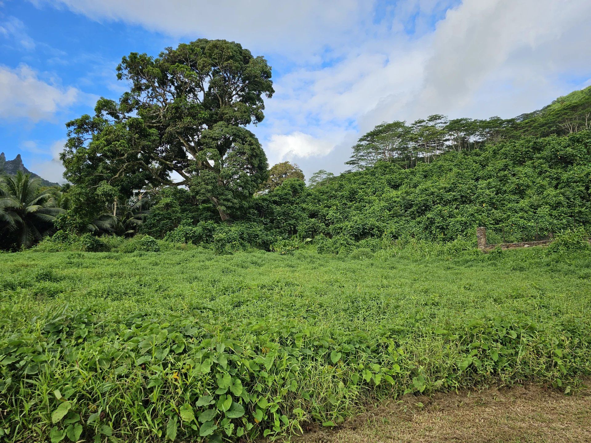 Comercial no Moorea-Maiao, Îles du Vent 12862988