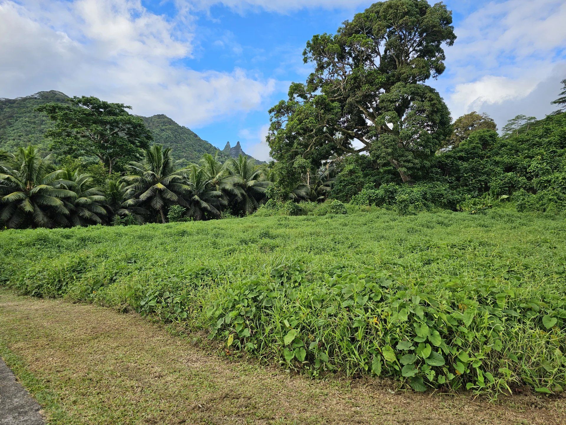 Comercial no Moorea-Maiao, Îles du Vent 12862988