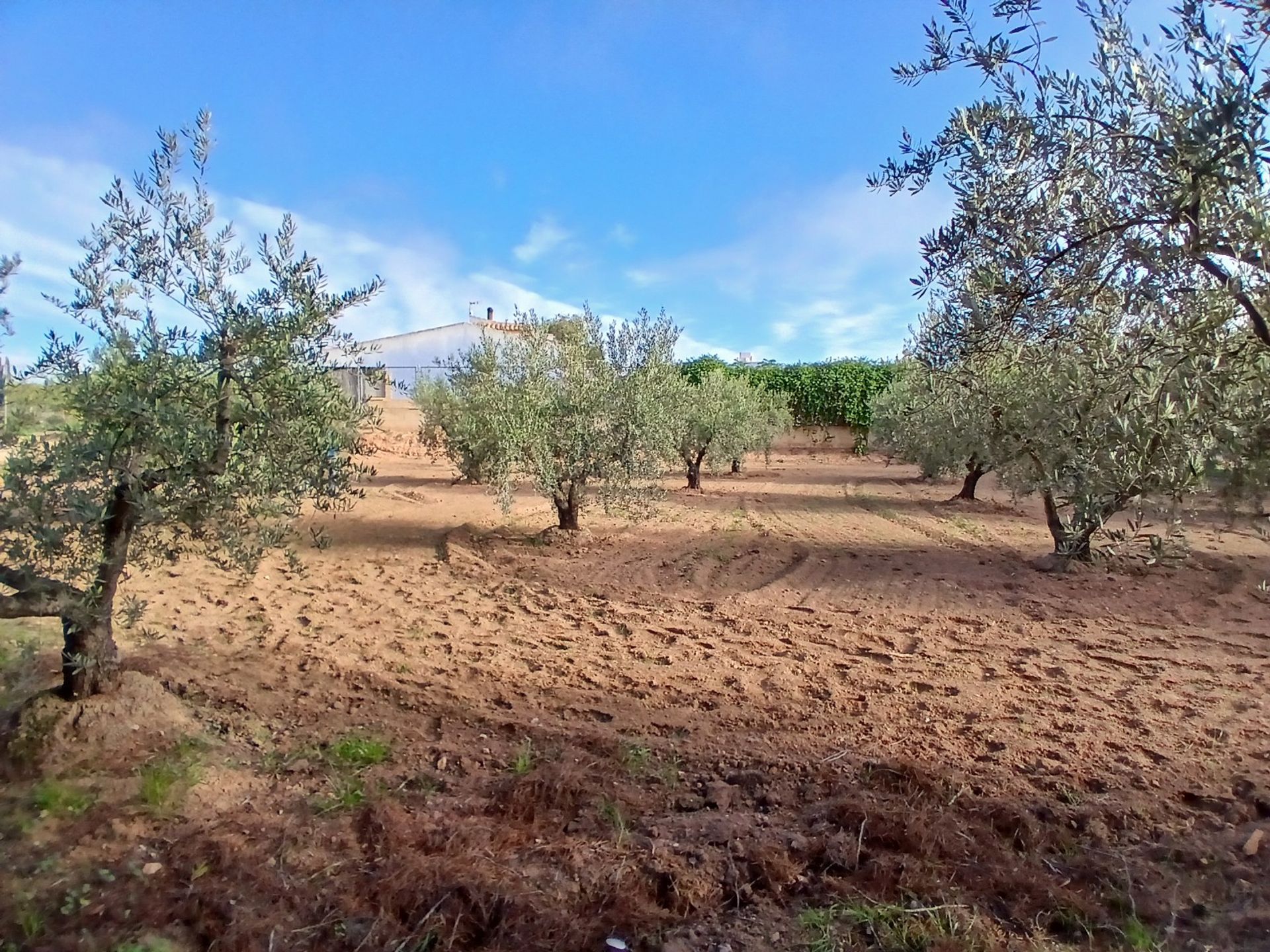 집 에 Jumilla, Región de Murcia 12868554