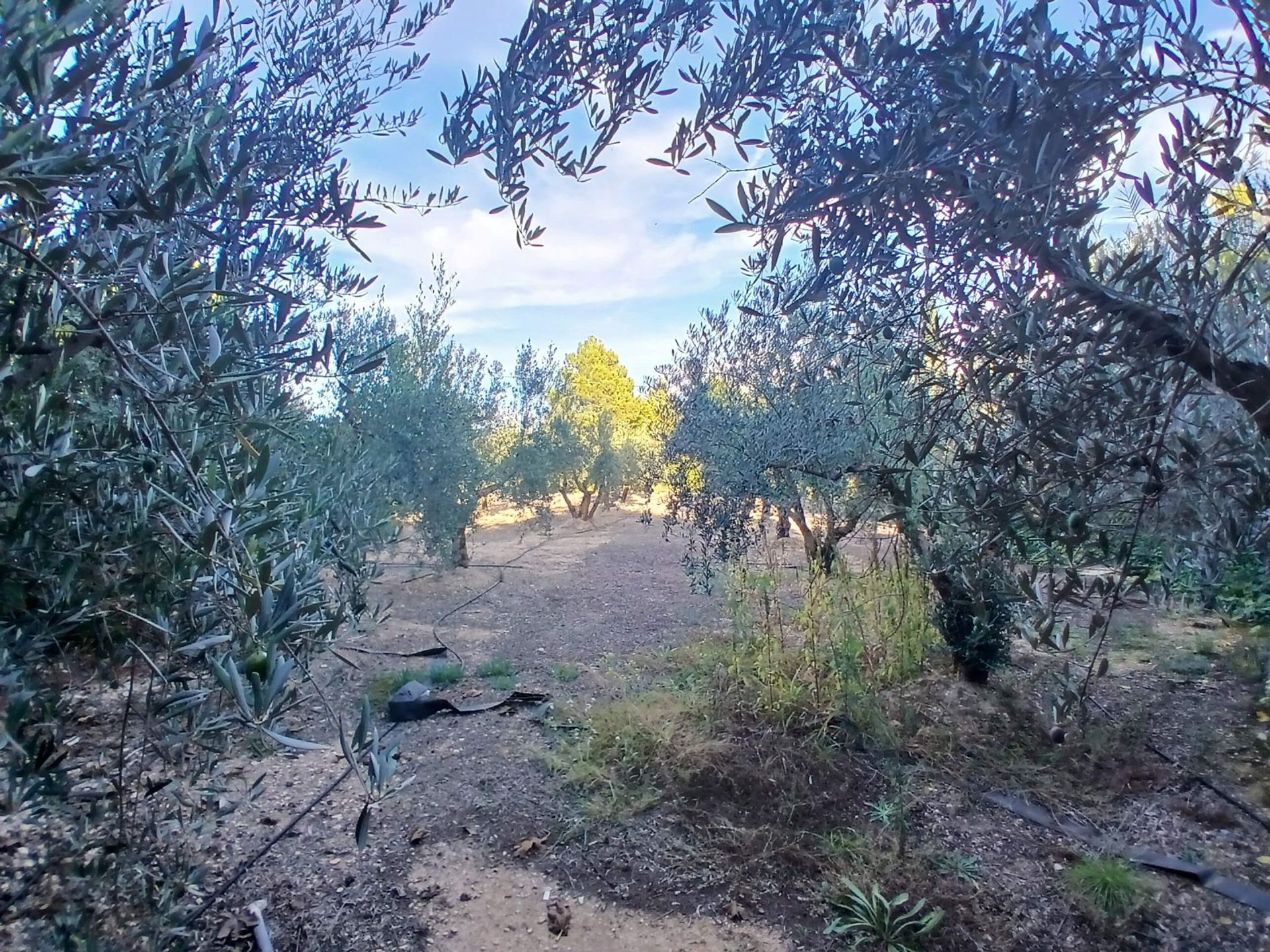 房子 在 Yecla, Región de Murcia 12872694