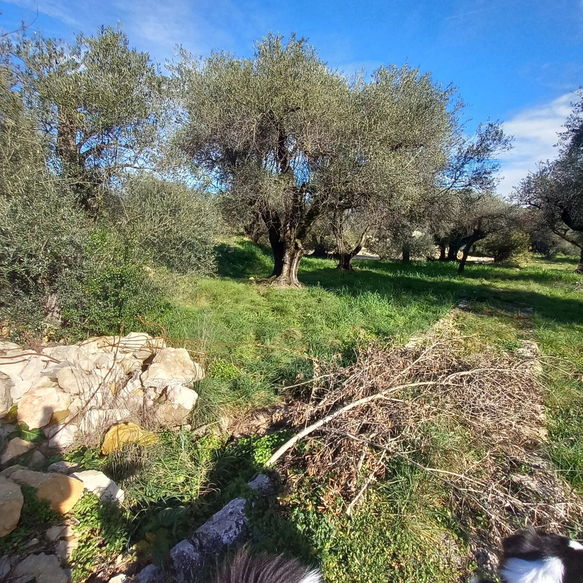 ארץ ב Les Salins, פרובנס-אלפ-קוט ד'אזור 12881935