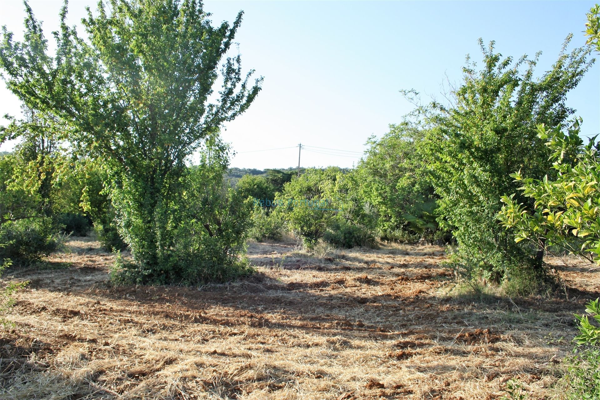 Commercial in Loulé, Faro 12886329