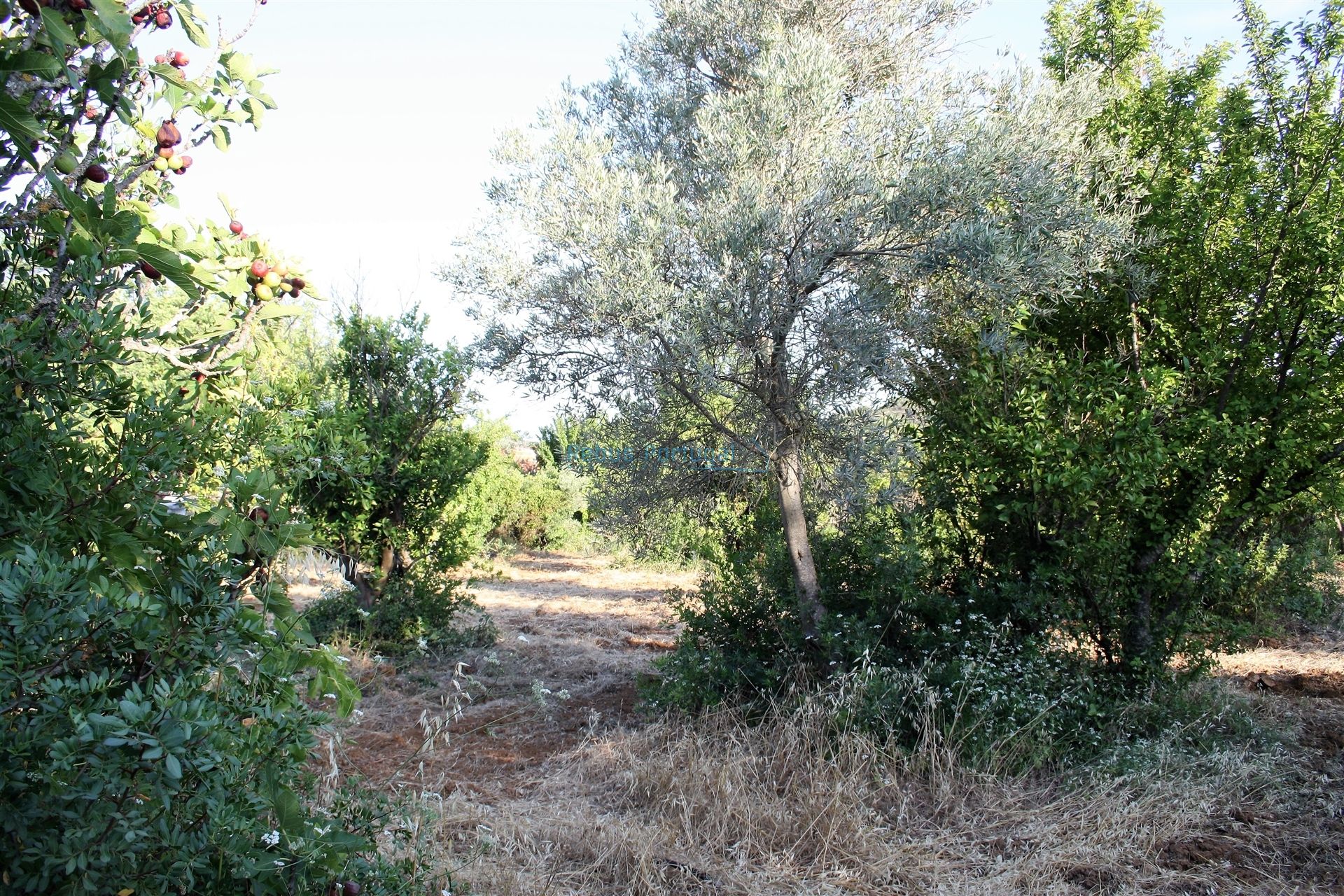 Land in Loulé, Faro 12886329