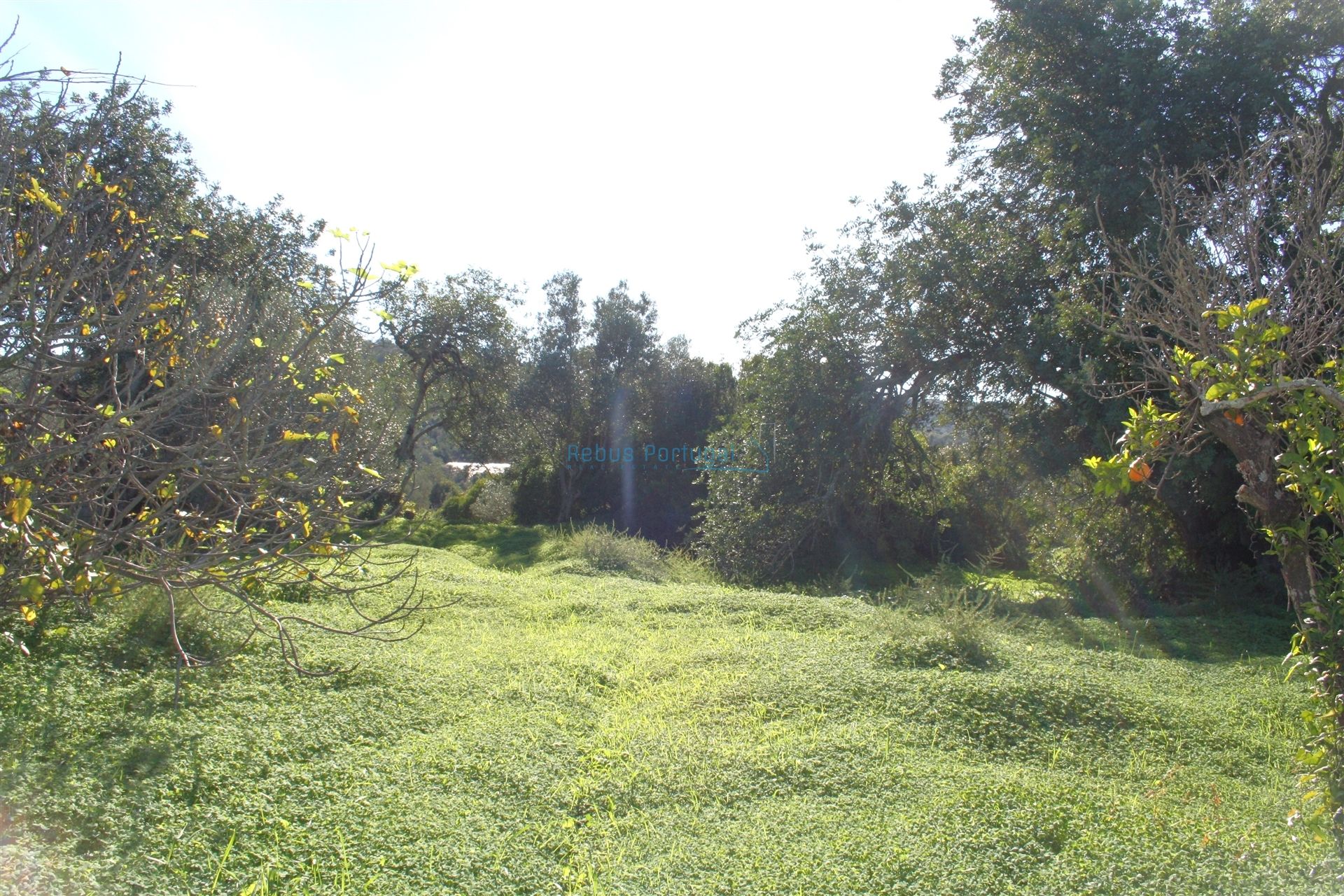 Commercial in Loulé, Faro 12886329