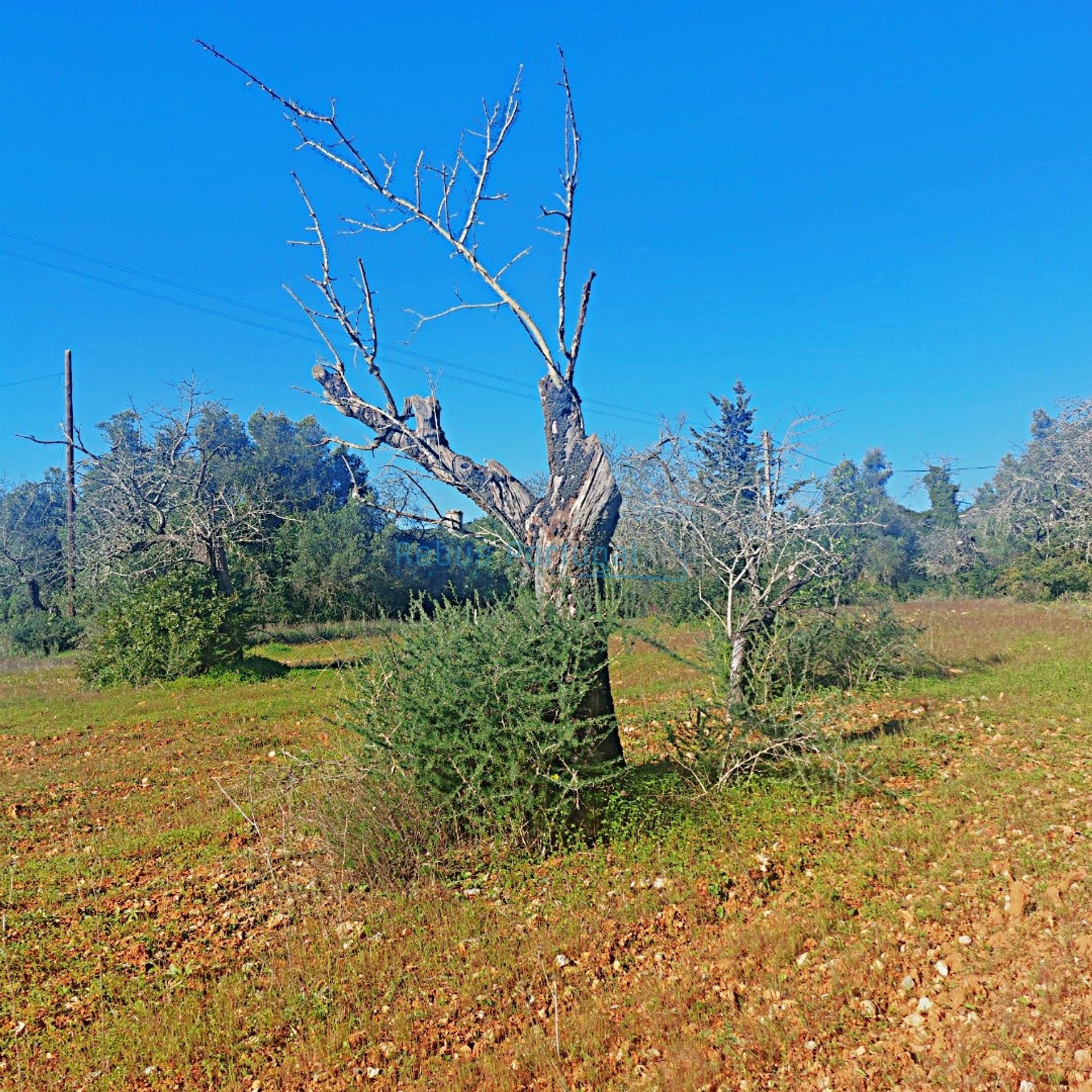 Tanah dalam Santa Barbara de Nexe, Faro 12886337