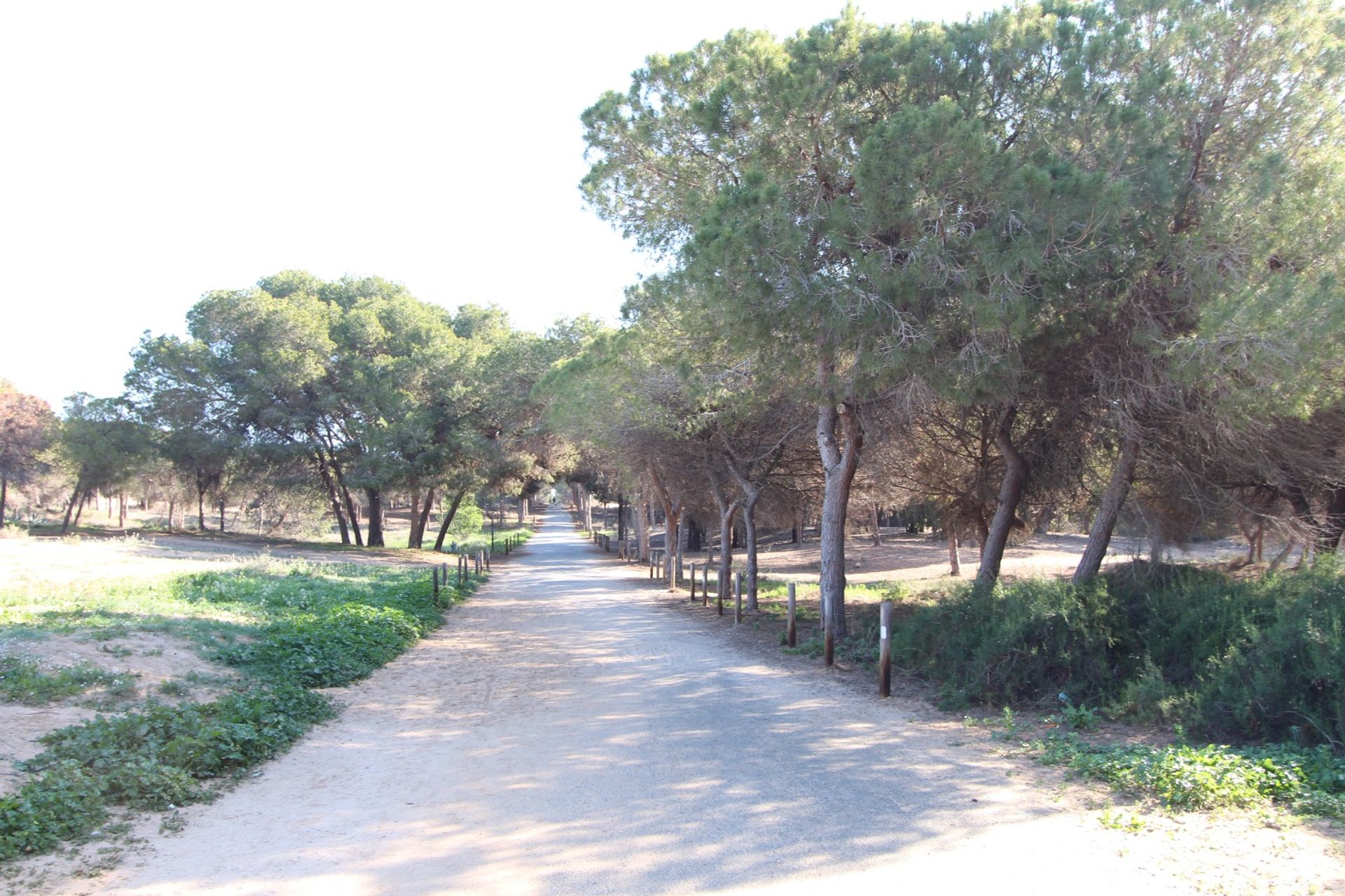 rumah dalam Guardamar del Segura, Valencia 12888810