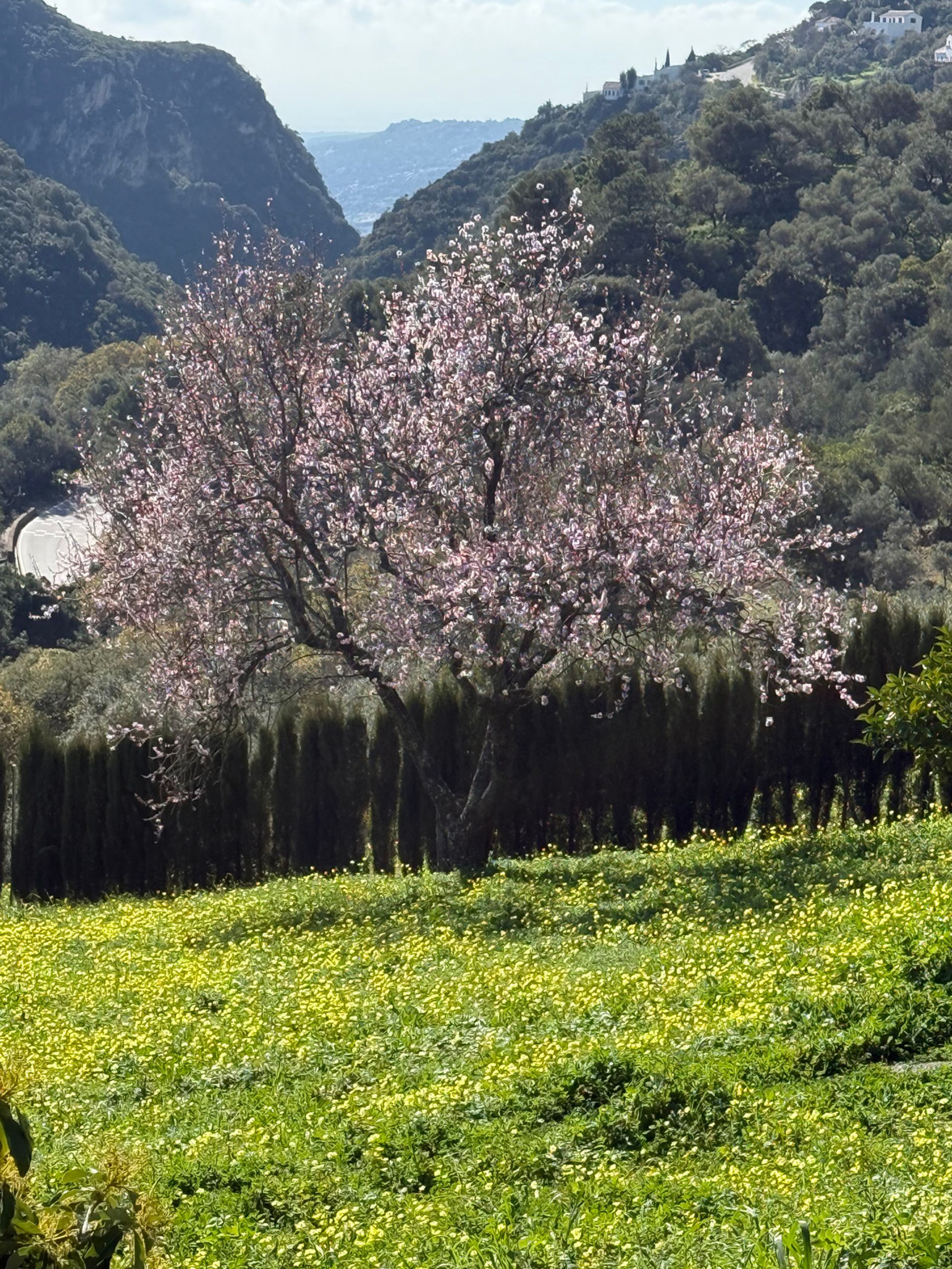 Land i Casares, Andalusia 12895204