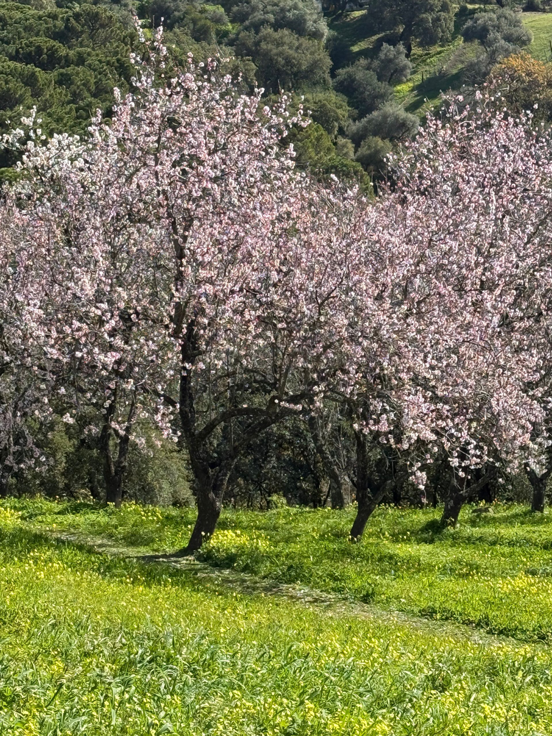 Land i Casares, Andalusia 12895204