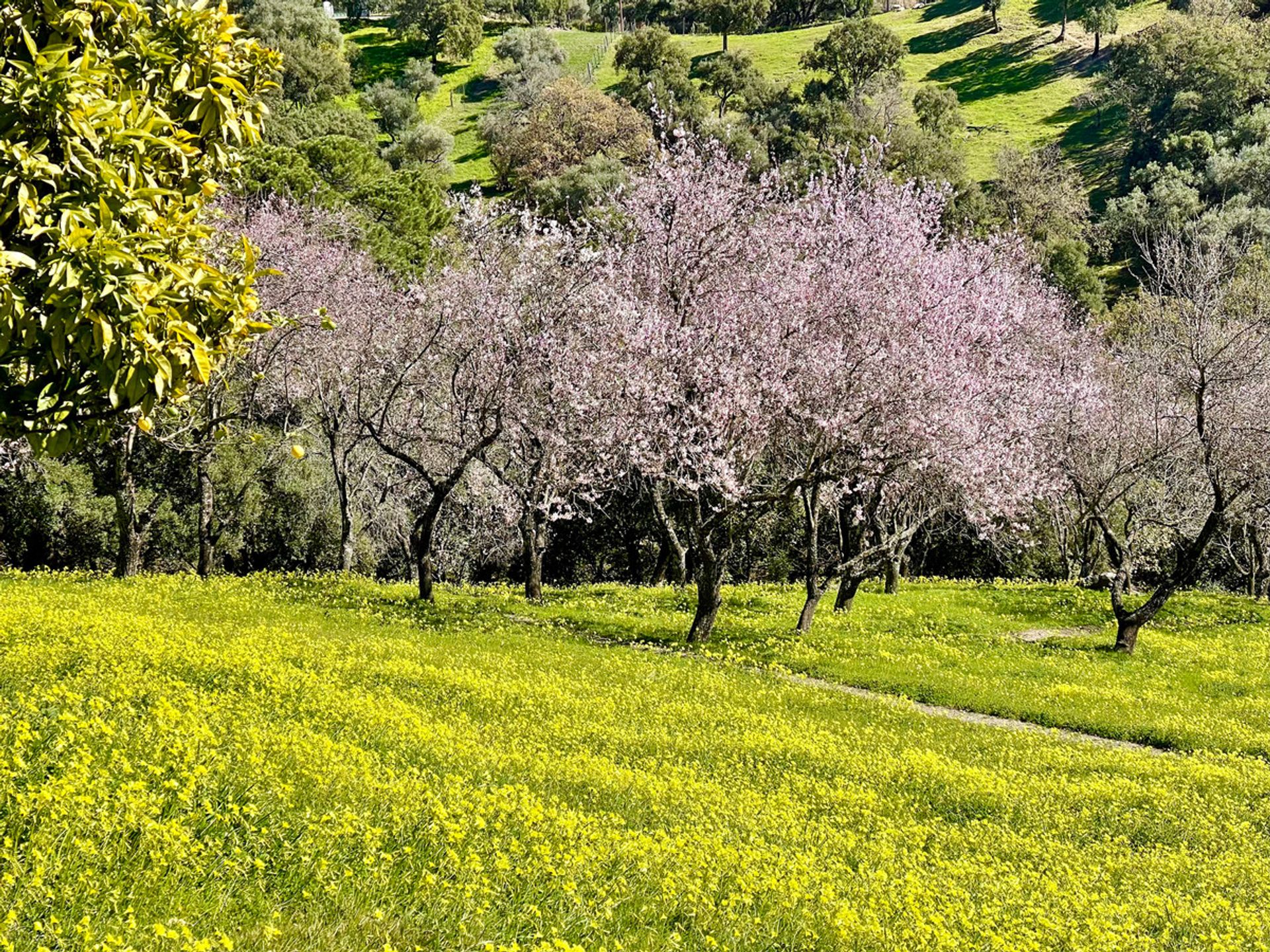 Tanah dalam Casares, Andalusia 12895204