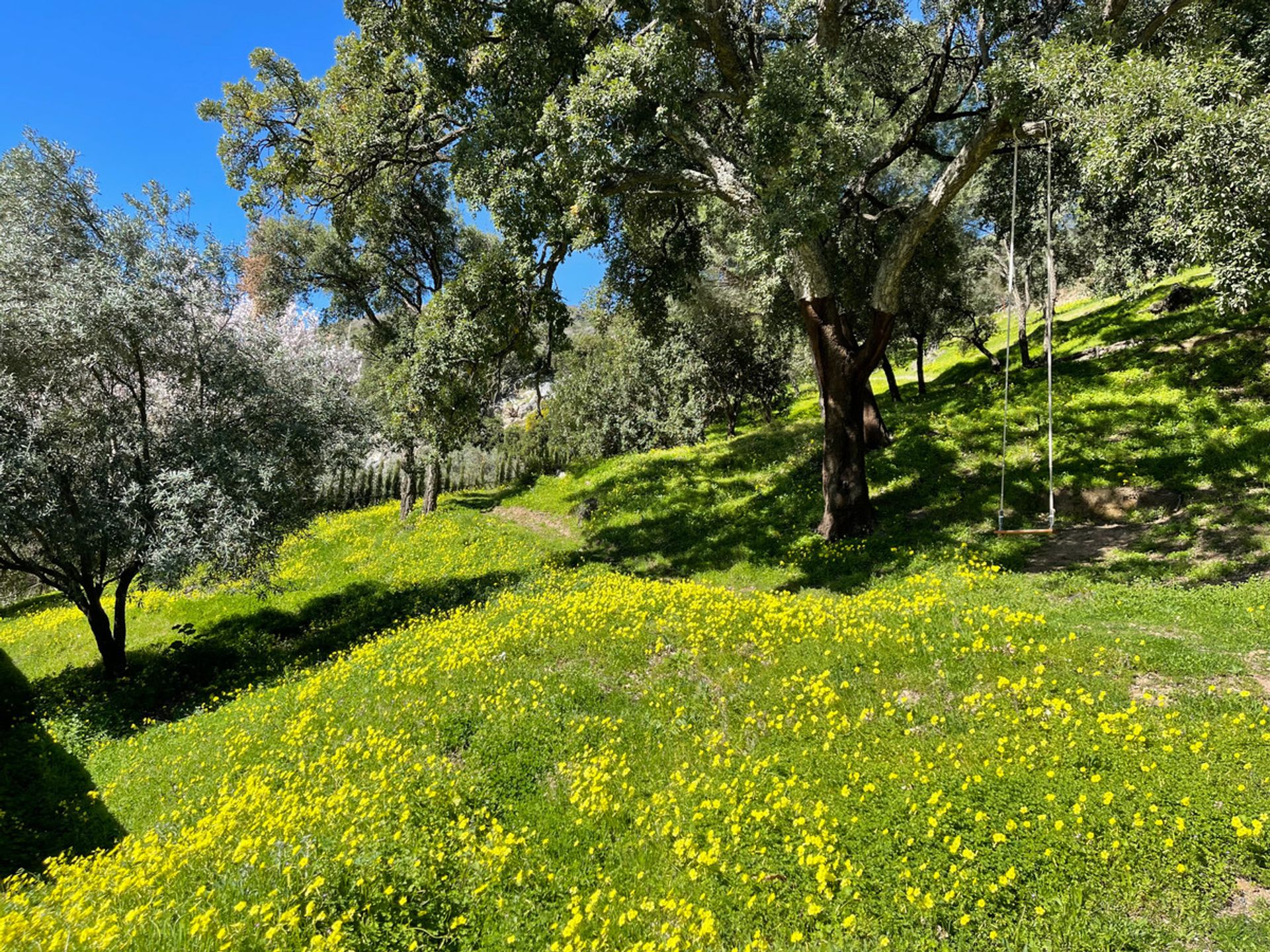 Tanah dalam Casares, Andalusia 12895204