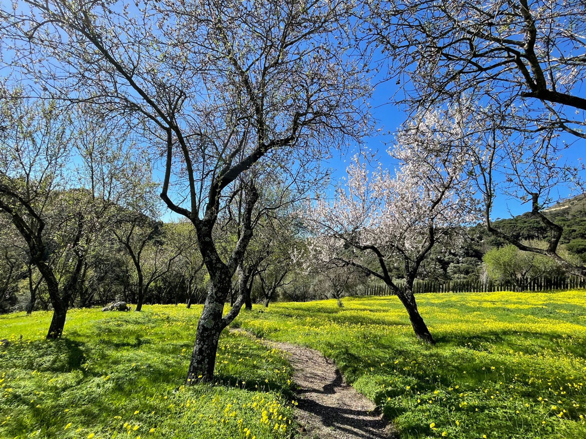 Tanah dalam Casares, Andalusia 12895204