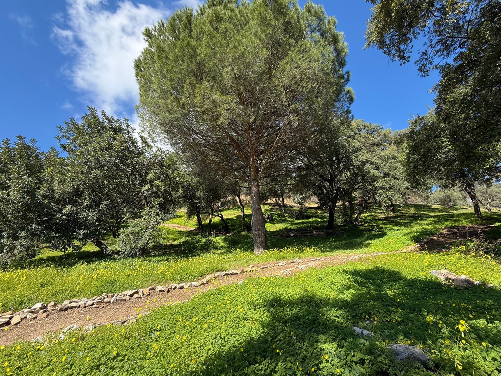 ארץ ב Casares, Andalusia 12895204