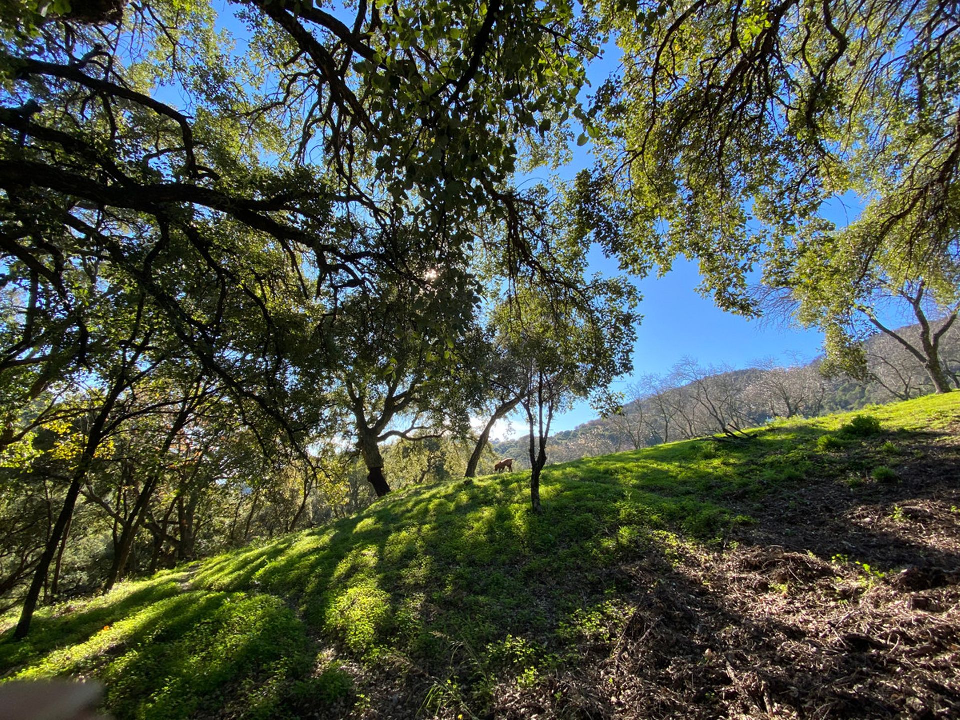 Tanah dalam Casares, Andalusia 12895204