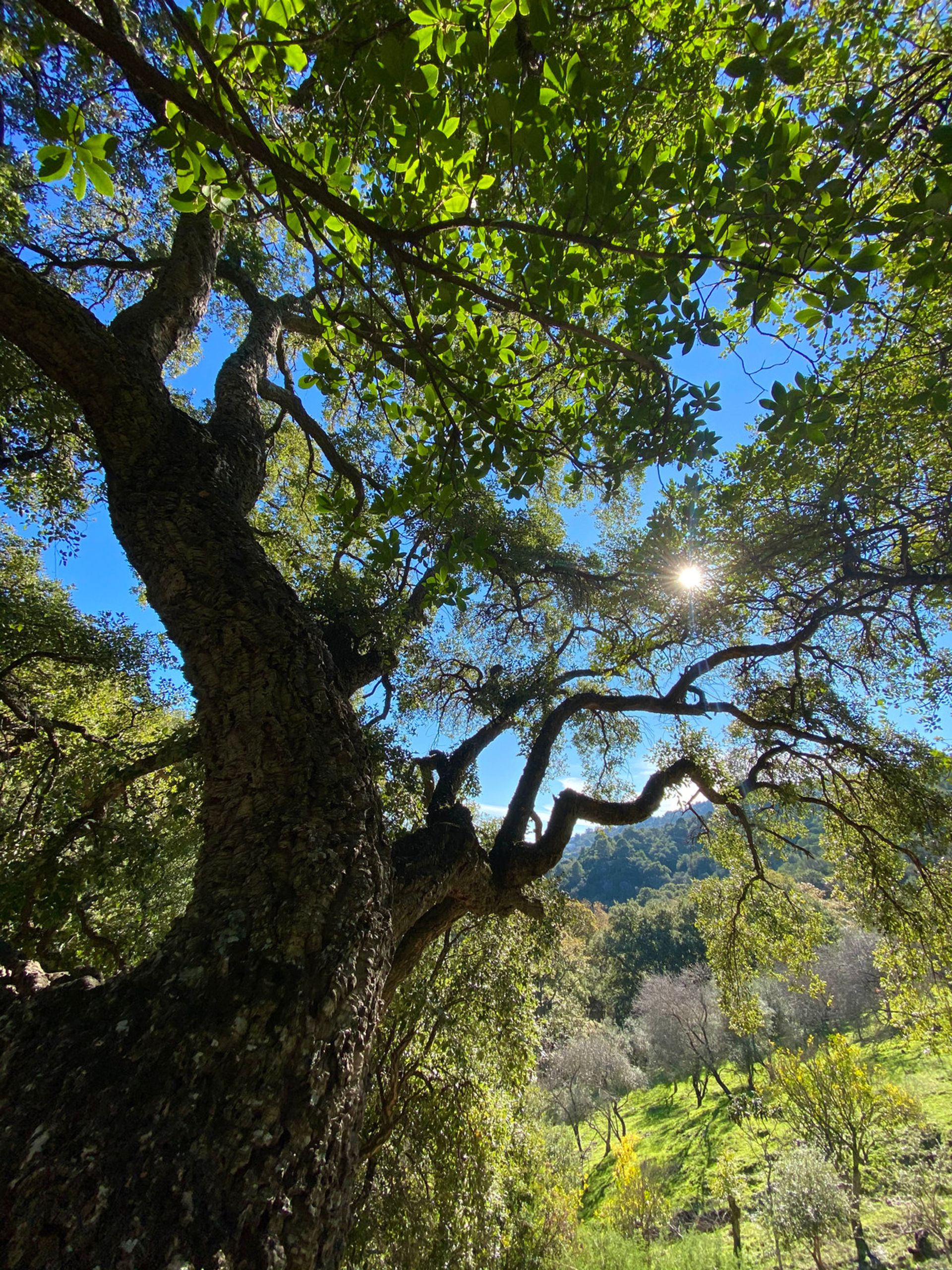 Tanah dalam Casares, Andalusia 12895204