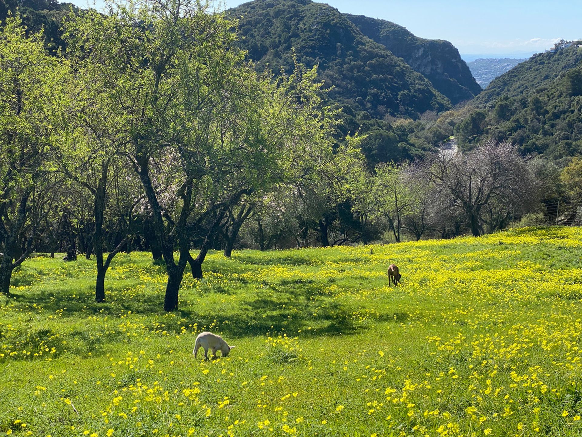 Tanah dalam Casares, Andalusia 12895204