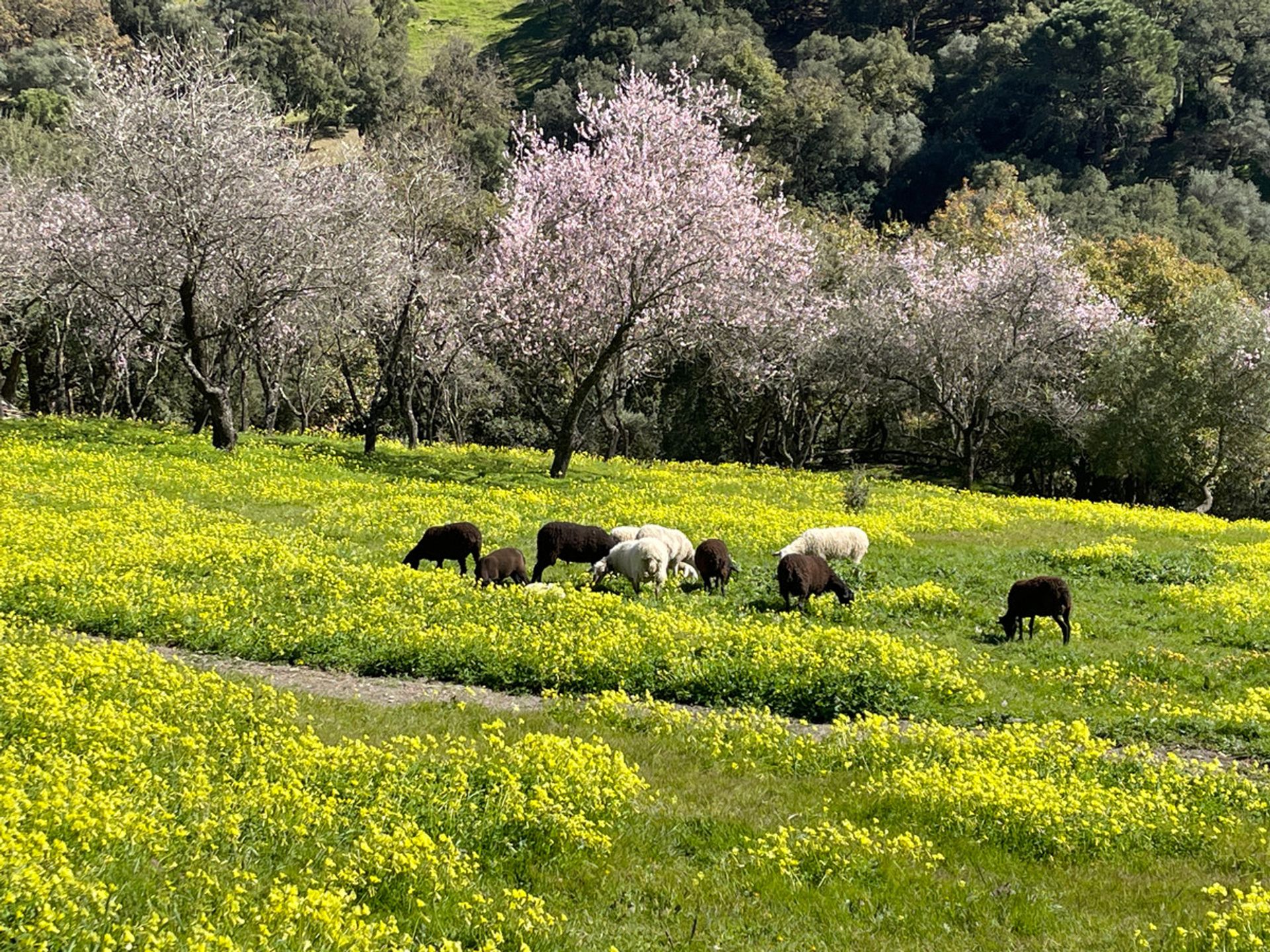 Tanah dalam Casares, Andalusia 12895204